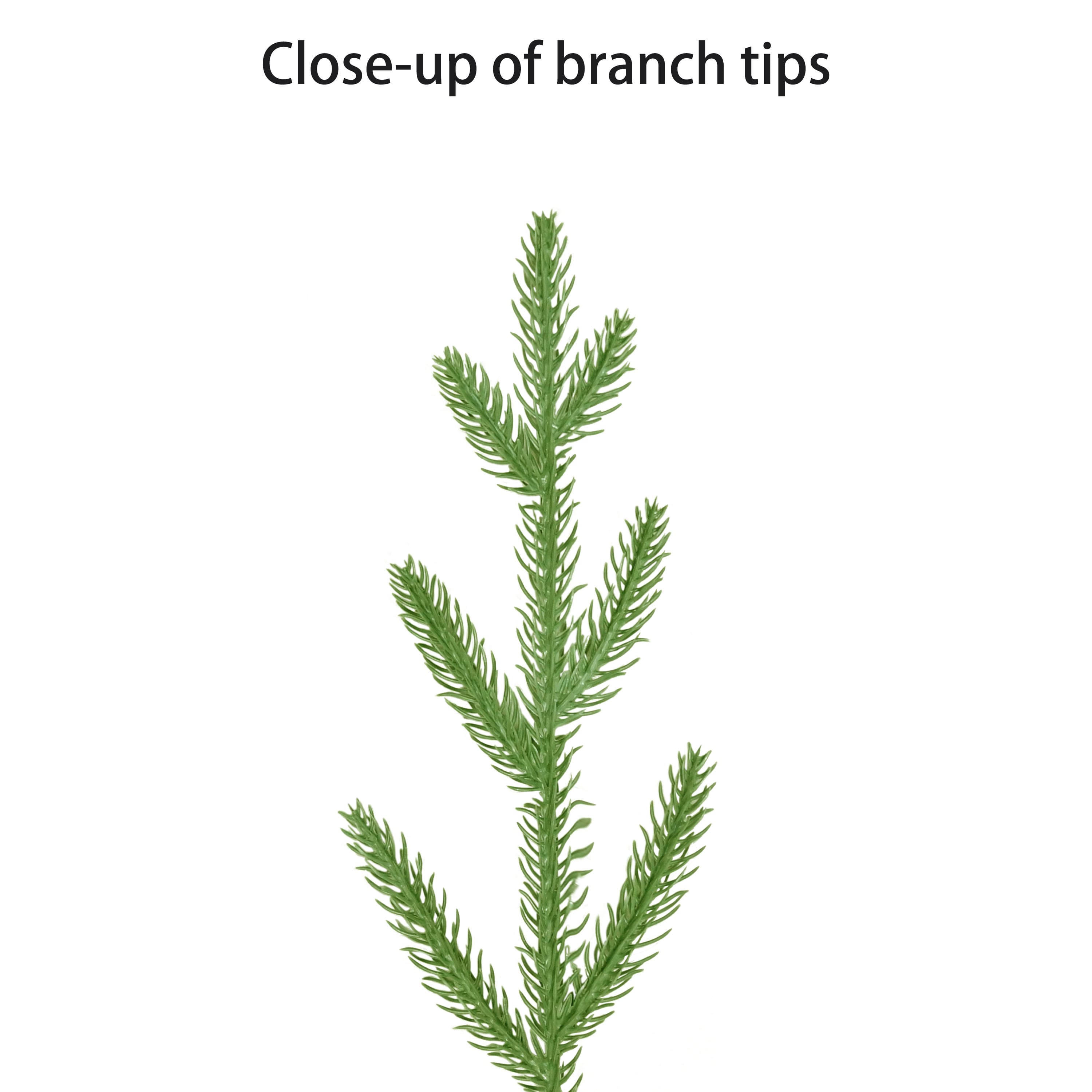 3ft. Pre-Lit Arctic Fir Artificial Potted Christmas Tree, Warm White LED Lights