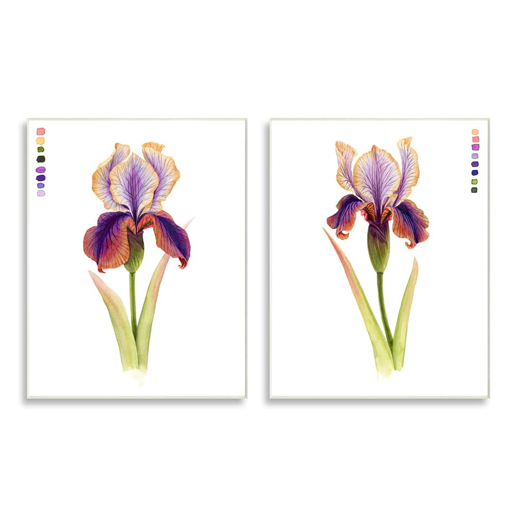 Stupell Industries Orange Purple Iris Flower with Color Key,10" x 15"