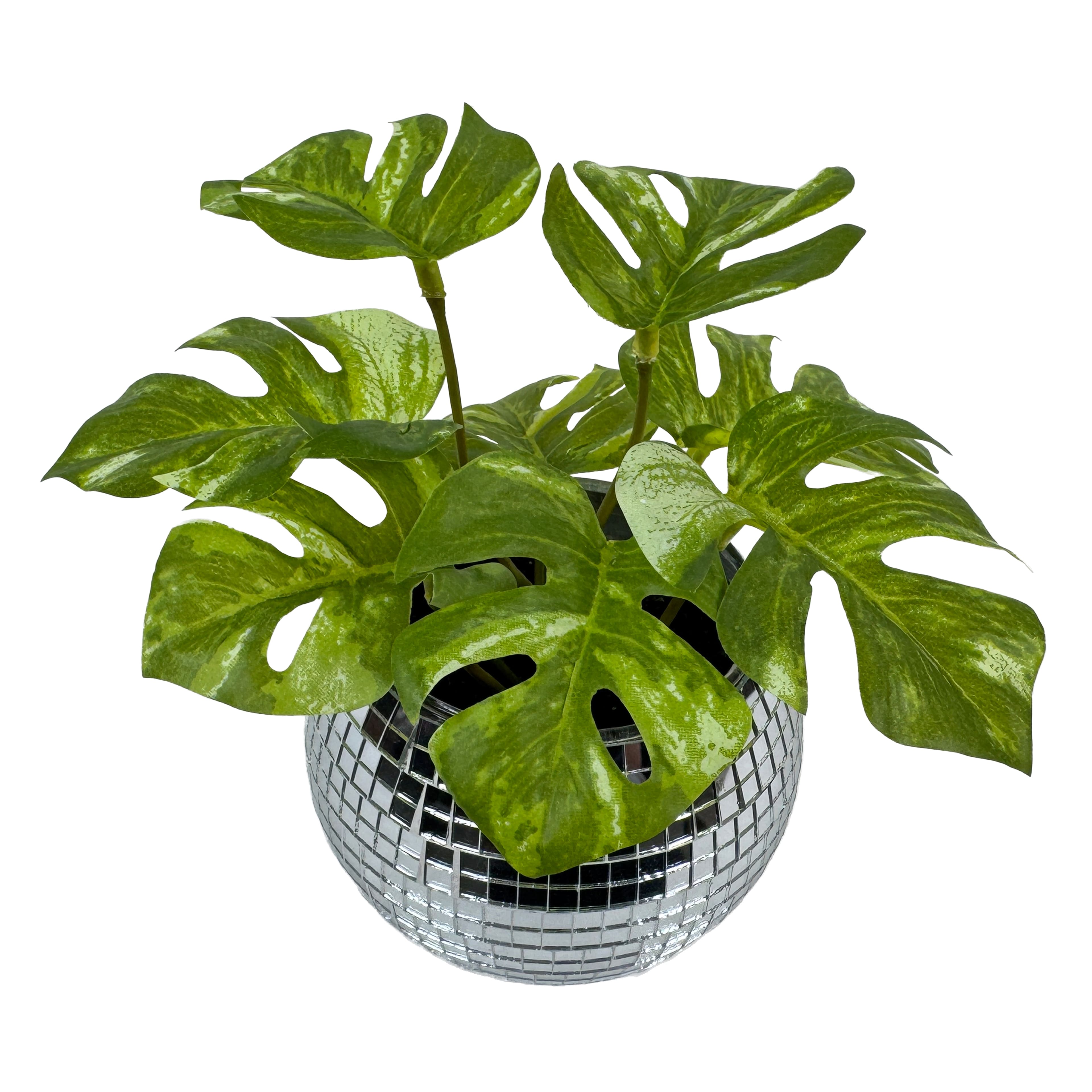 6&#x22; Split Philodendron in Disco Pot by Ashland&#xAE;