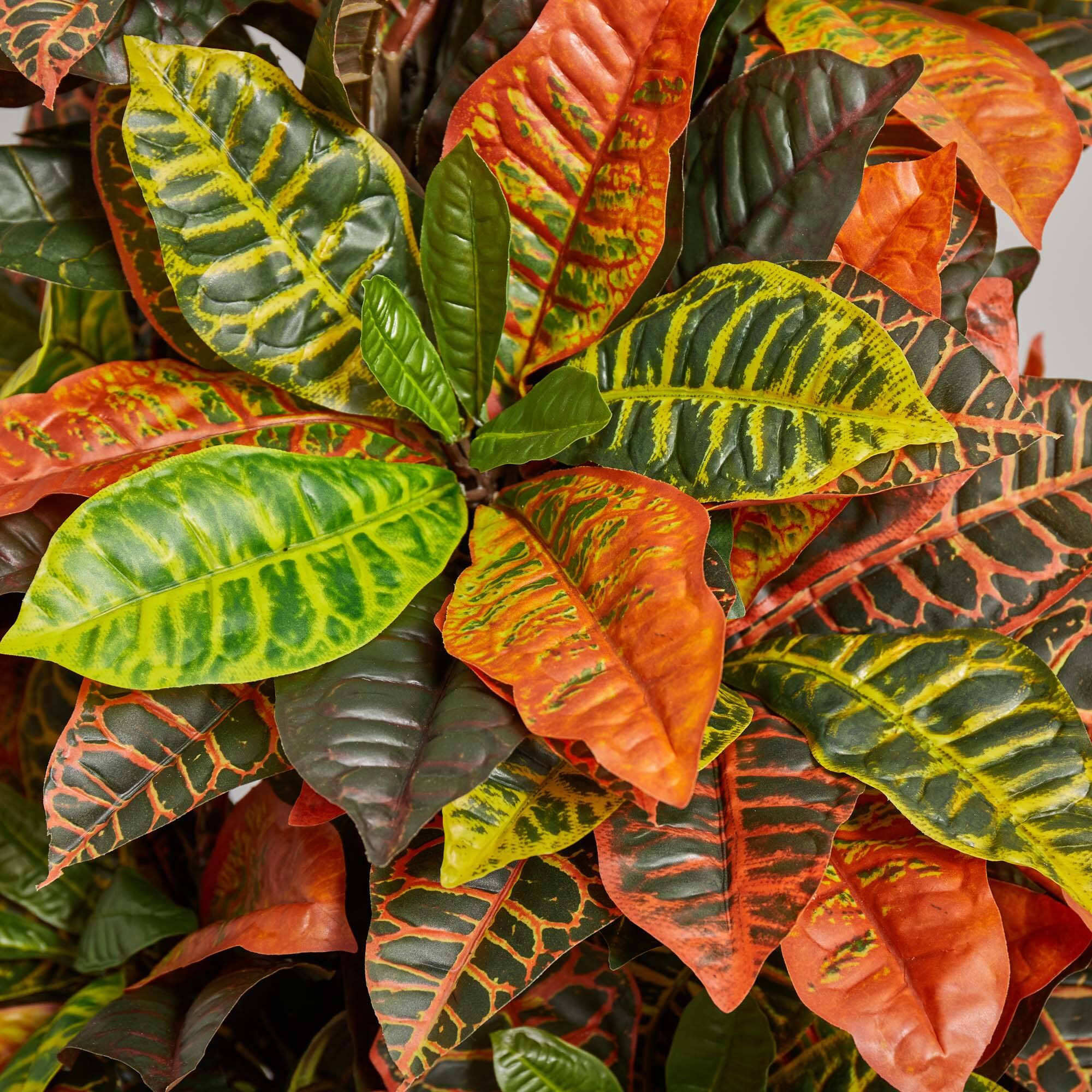 5.5ft. Croton Plant in Orange Planter