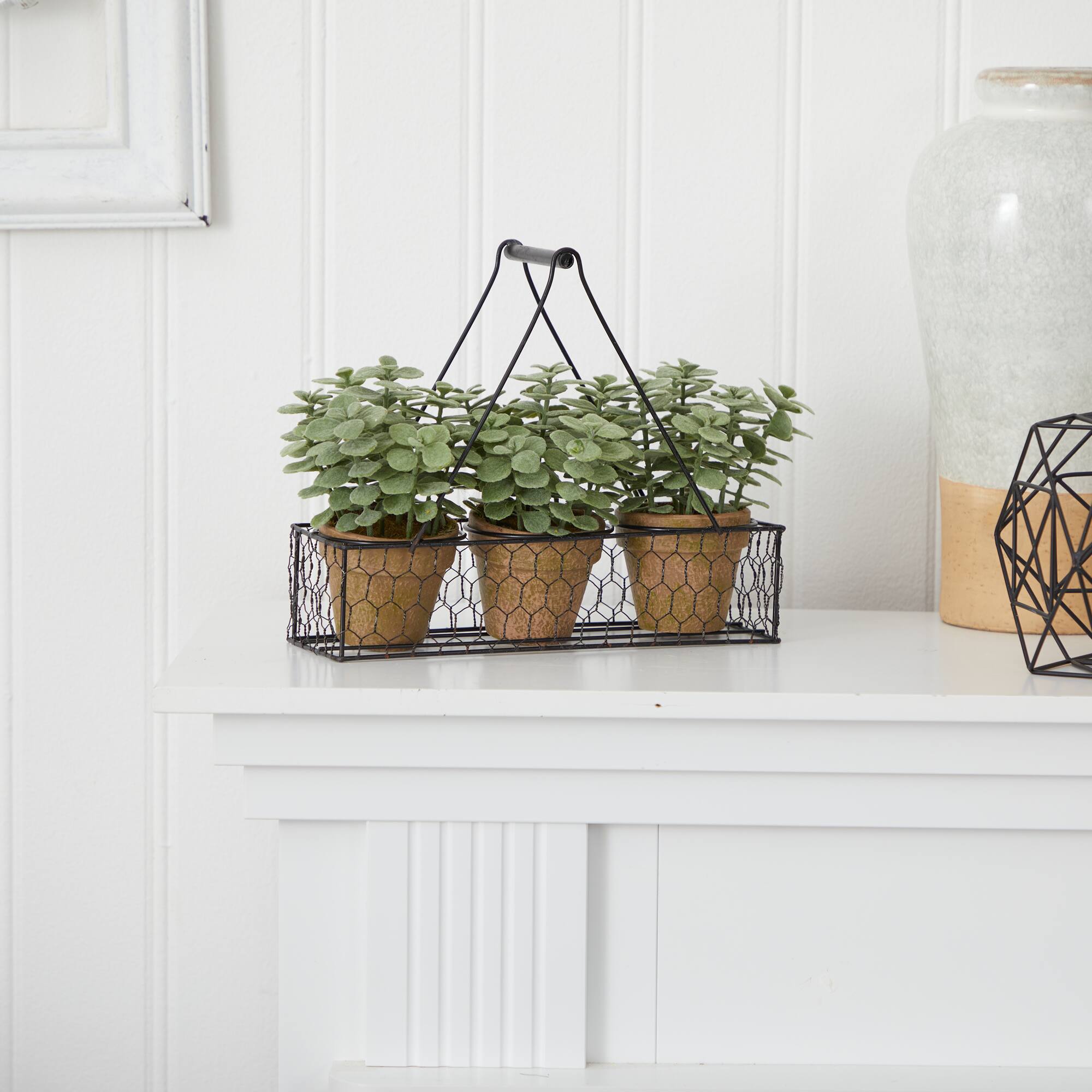 7" Potted Jade Garden Plants in Hanging Wire Planter