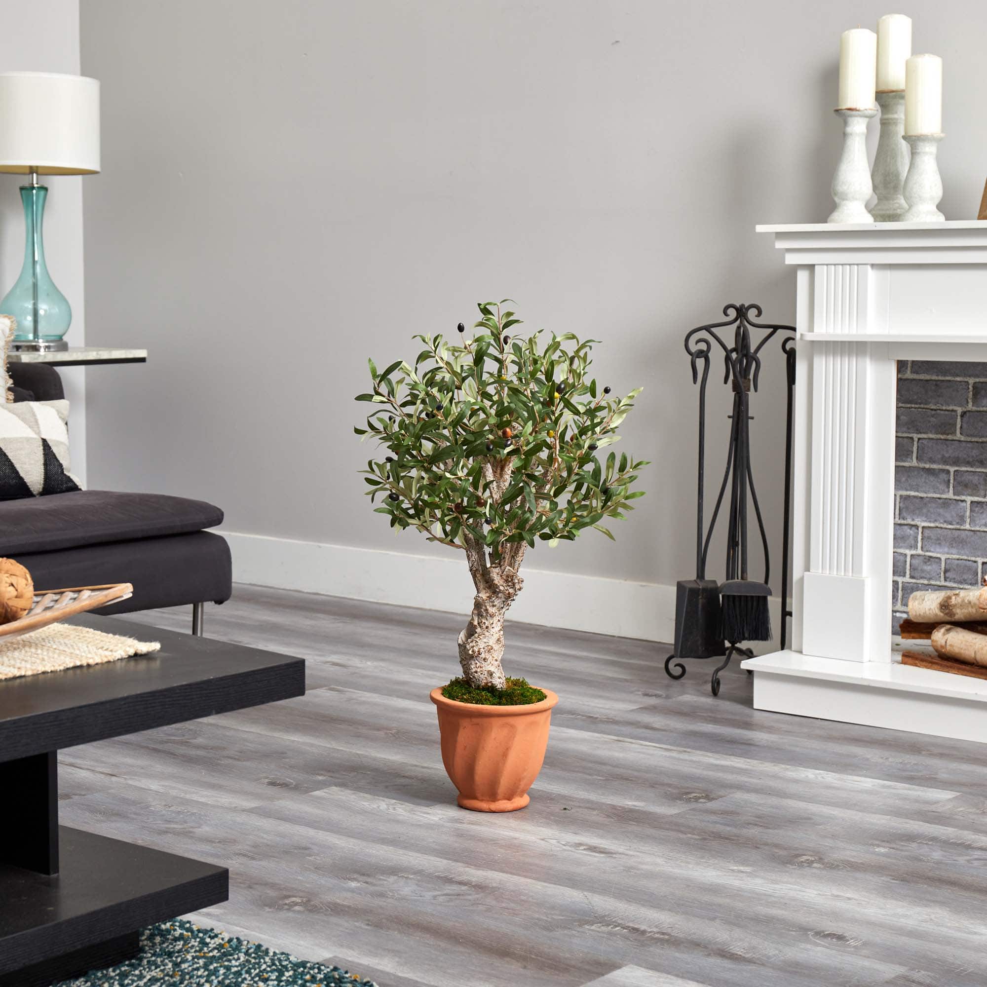 3ft. Olive Tree in Terracotta Planter