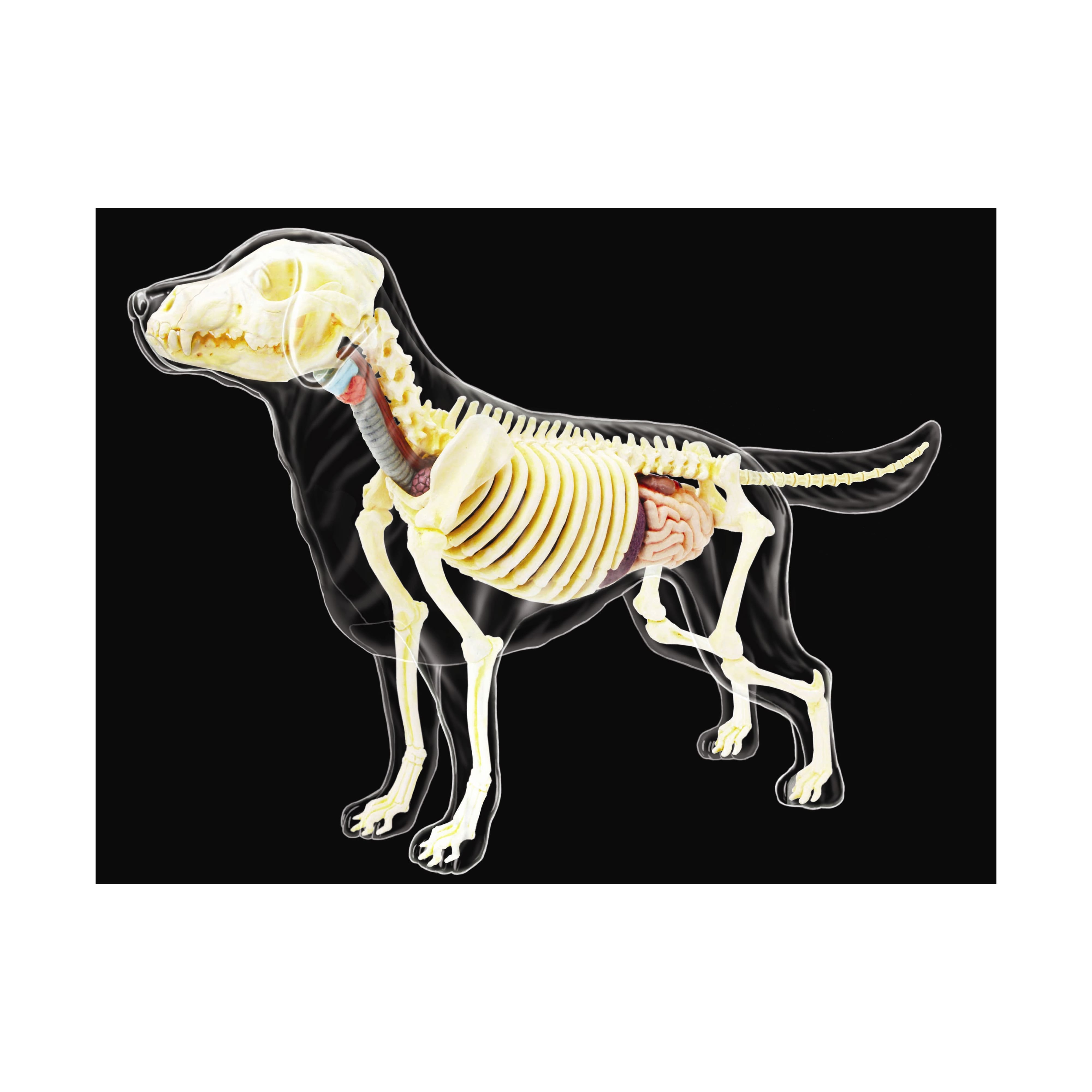 4D Vision&#x2122; Dog Full Skeleton Model