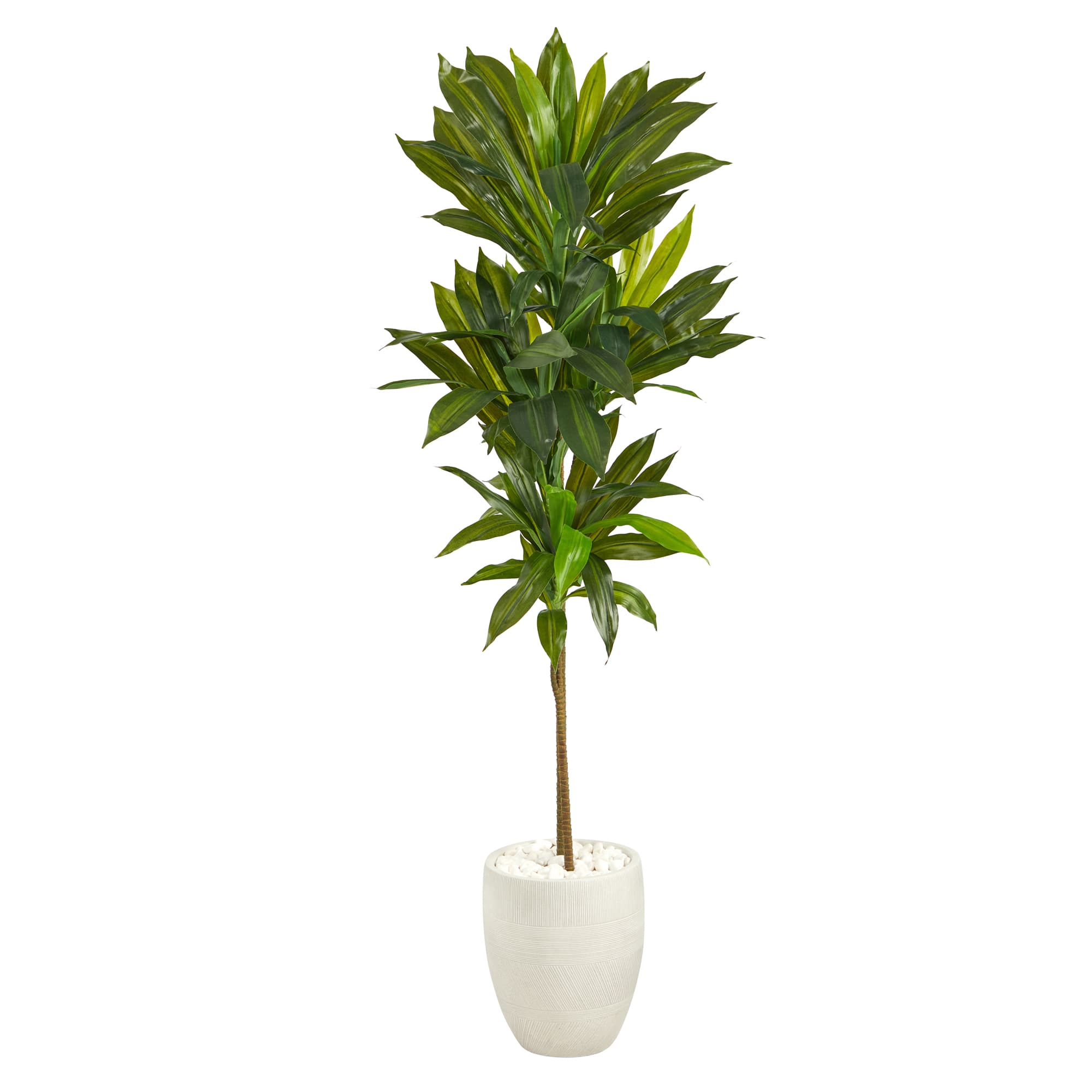 5ft. Potted Dracaena Plant in White Planter