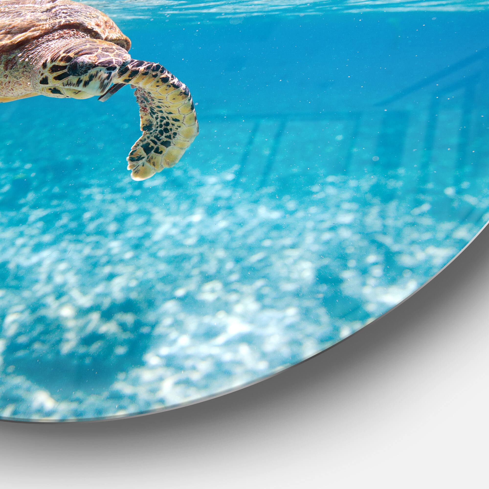 Designart - Large Hawksbill Sea Turtle' Disc Abstract Metal Circle Wall Decor