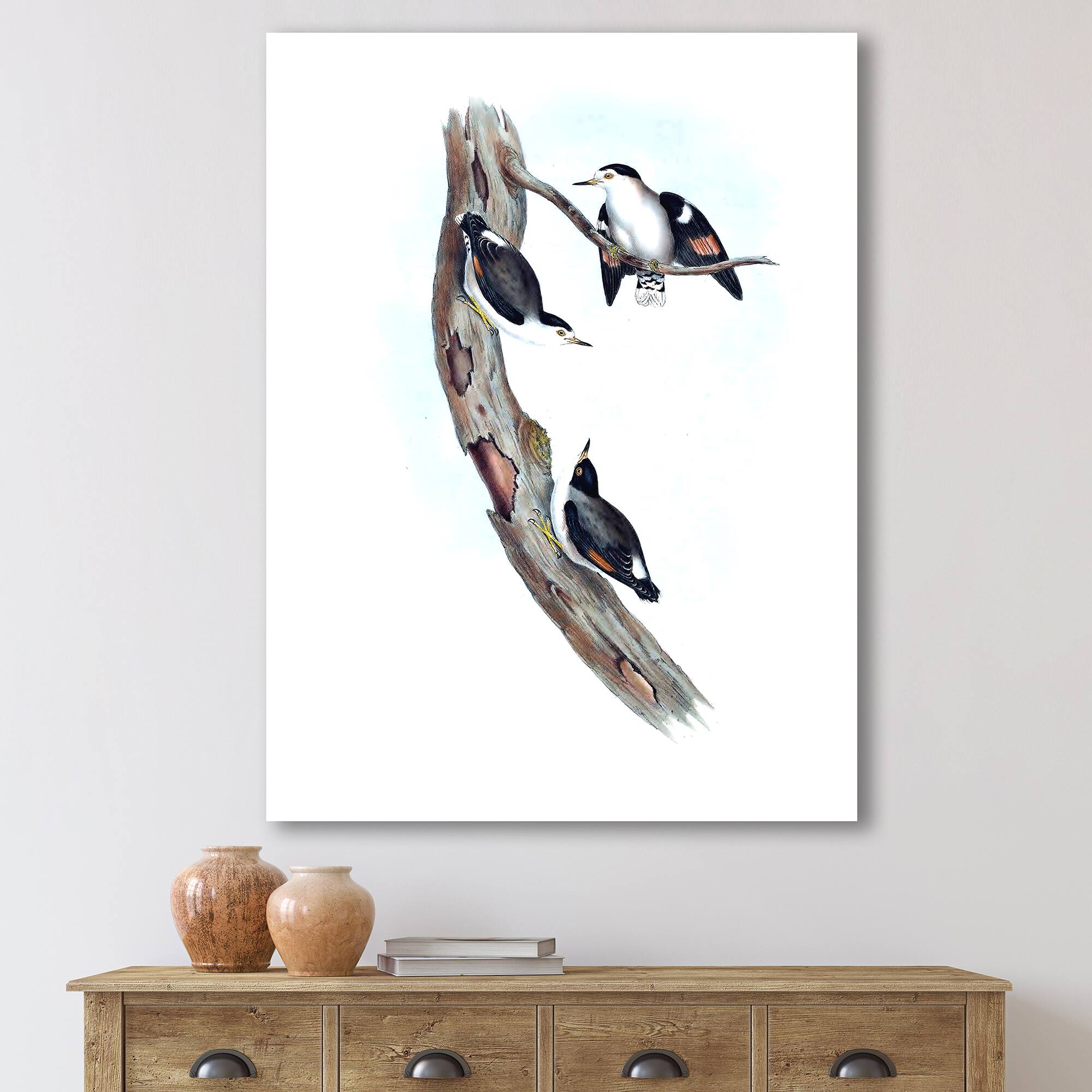Designart - Vintage Australian Bird Illustrations I - Traditional Canvas Wall Art Print