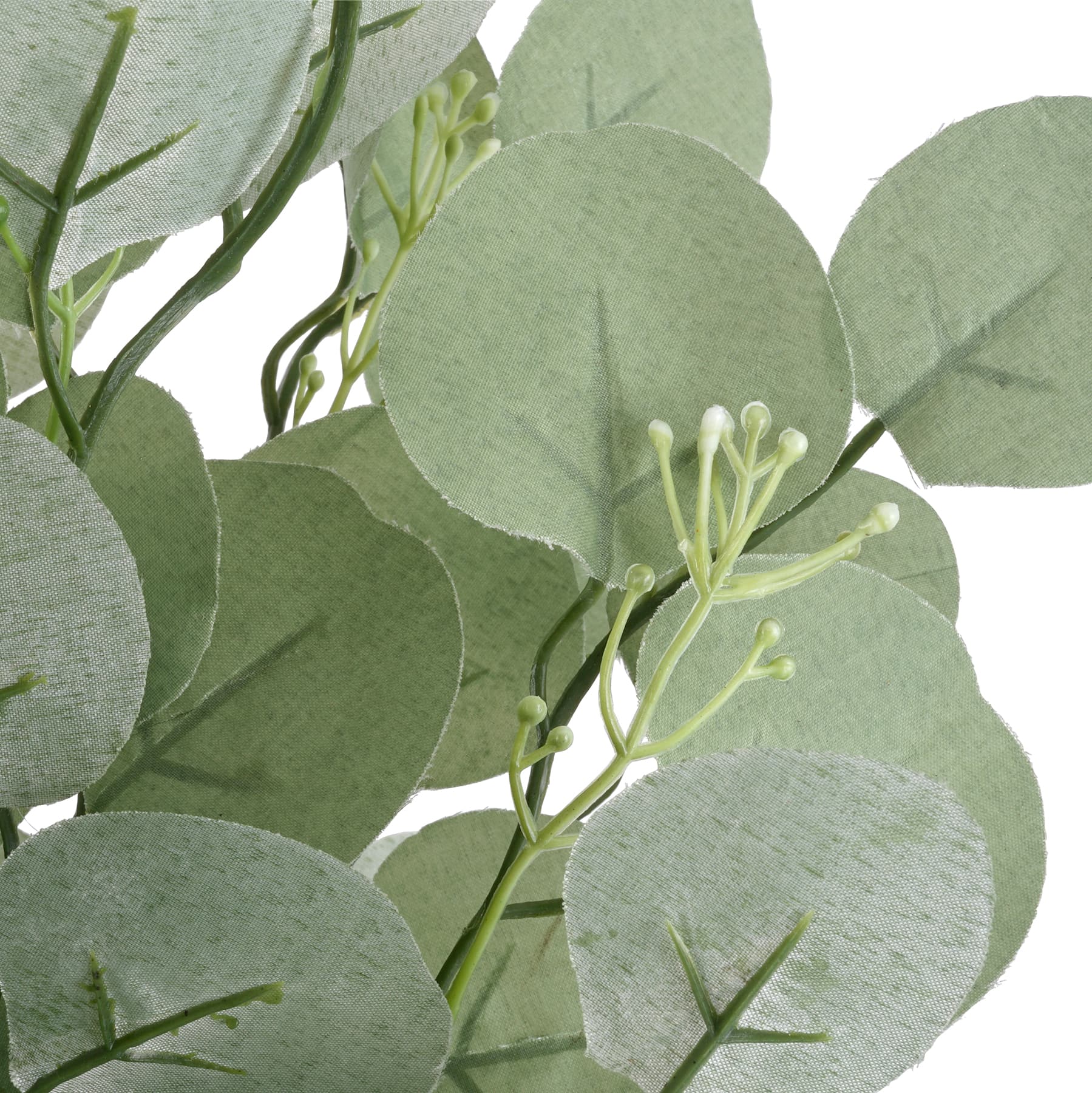 Eucalyptus Bush by Ashland®