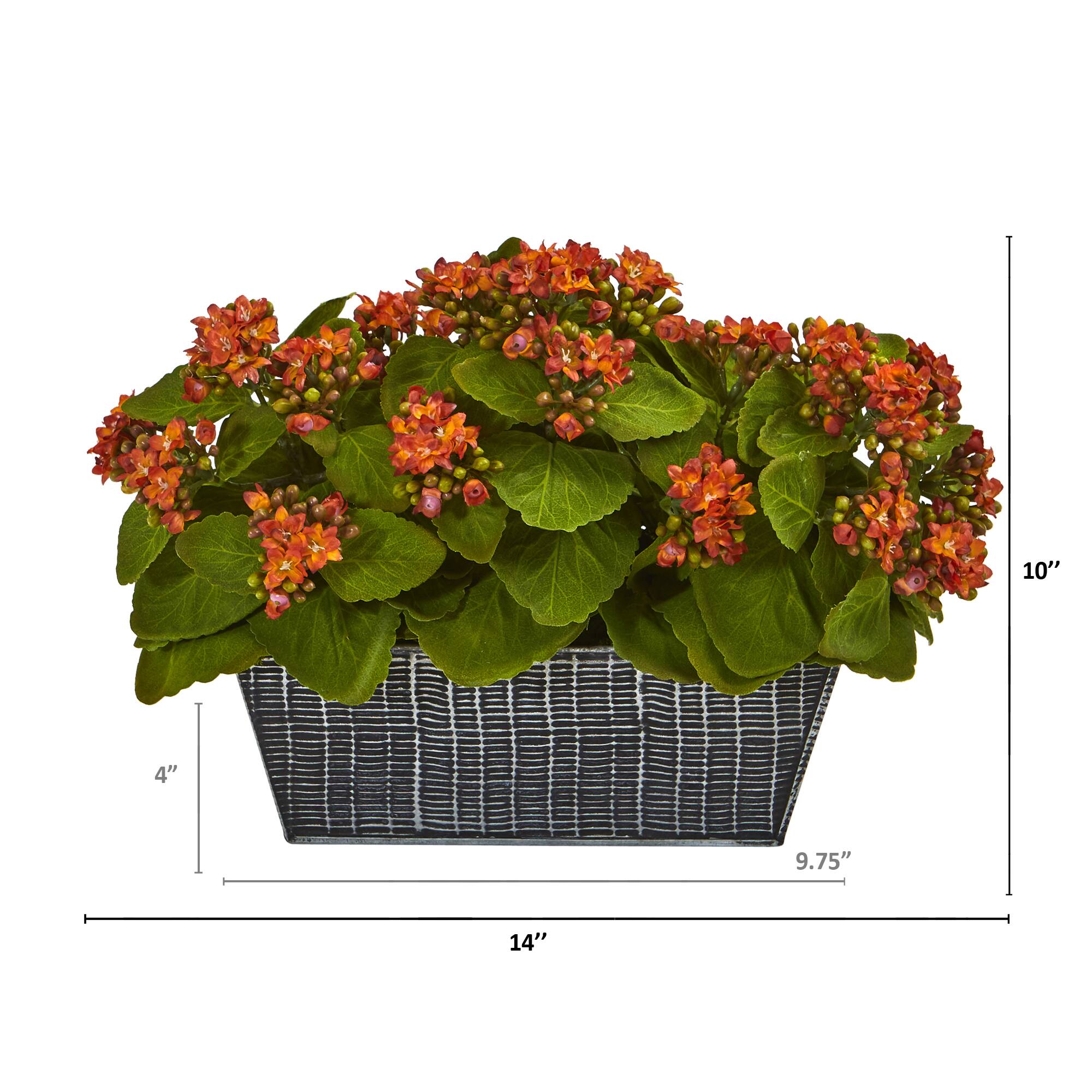 14in. Orange Kalanchoe Plant in Black Embossed Planter