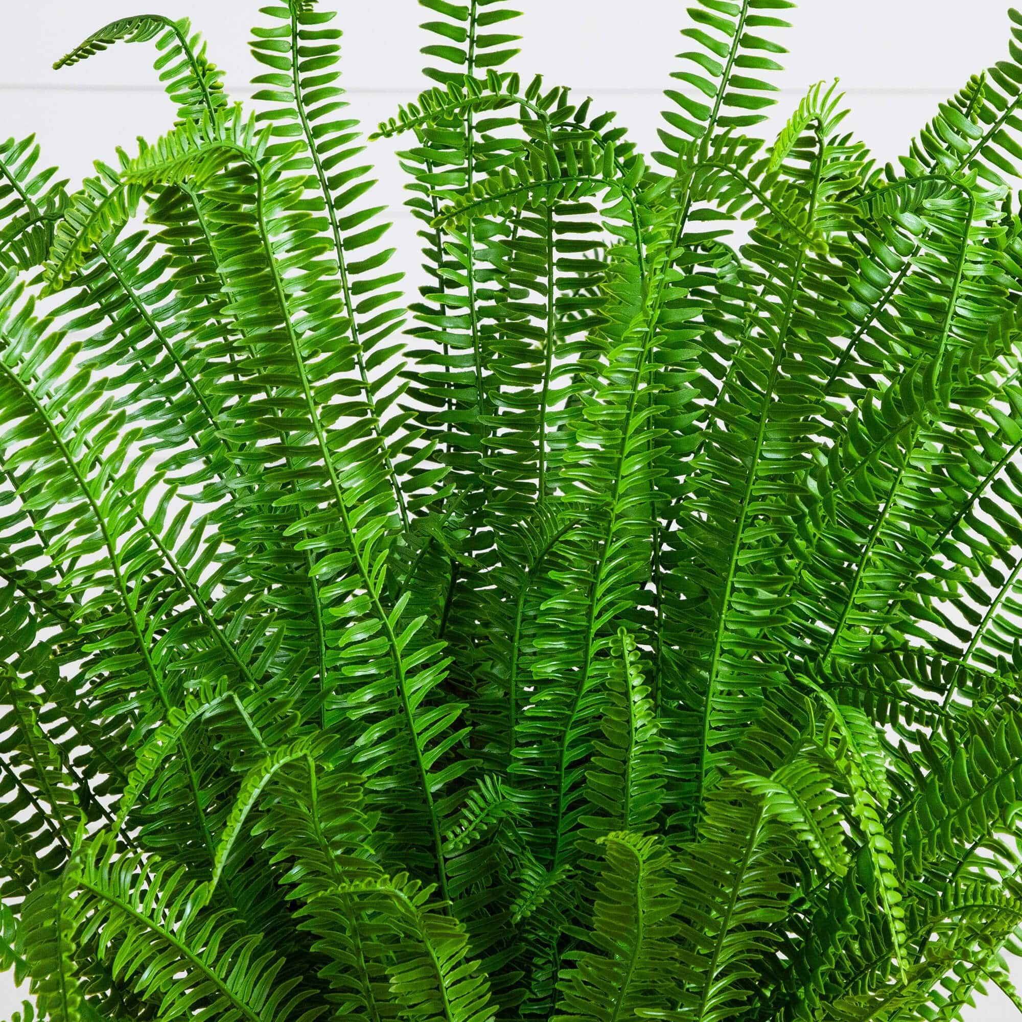 4ft. UV Resistant Artificial Boston Fern Plant with Real Touch Leaves (Indoor/Outdoor)