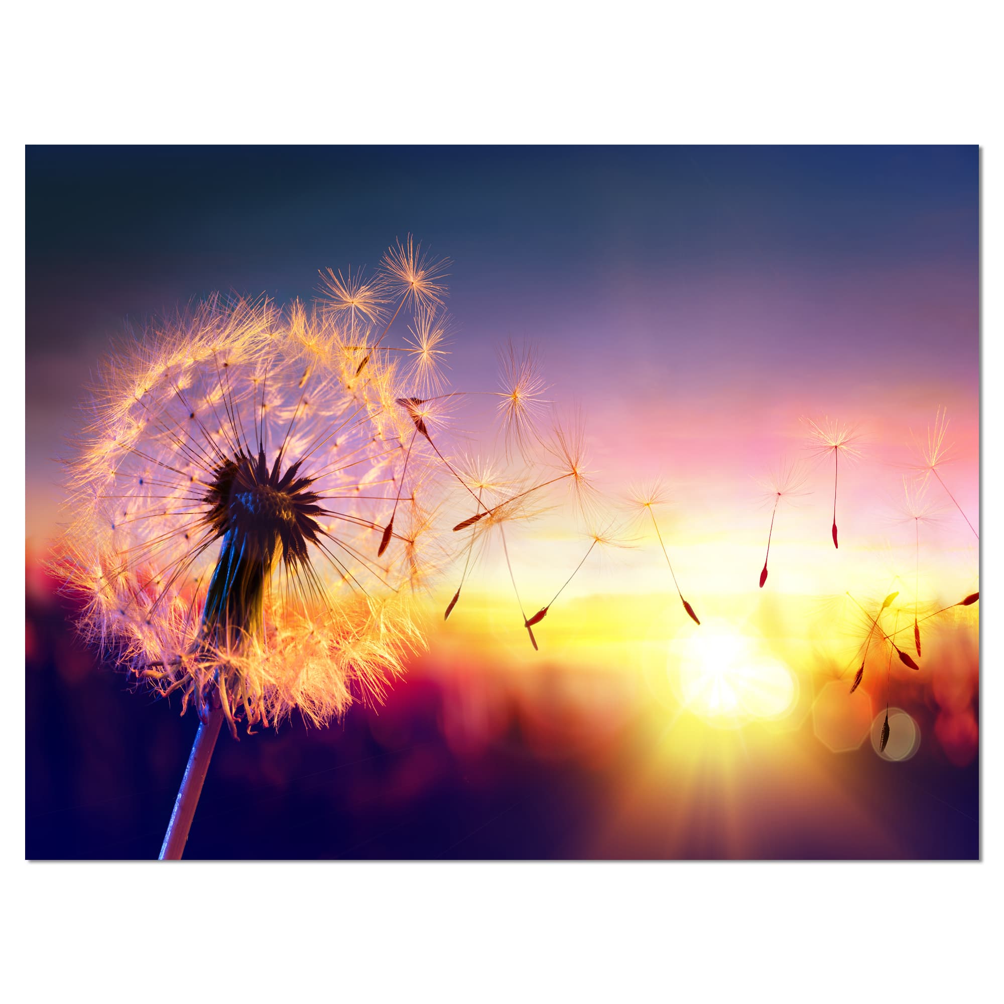 Designart - Dandelion at Sunset Freedom to Wish - Abstract Wall Art Canvas