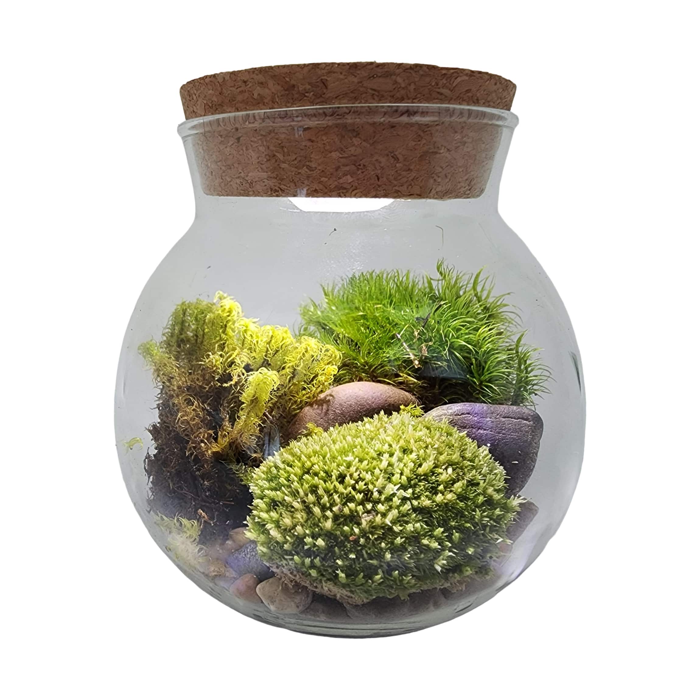 MossBowl - Grown Your Own Serene and Tranquil Oasis