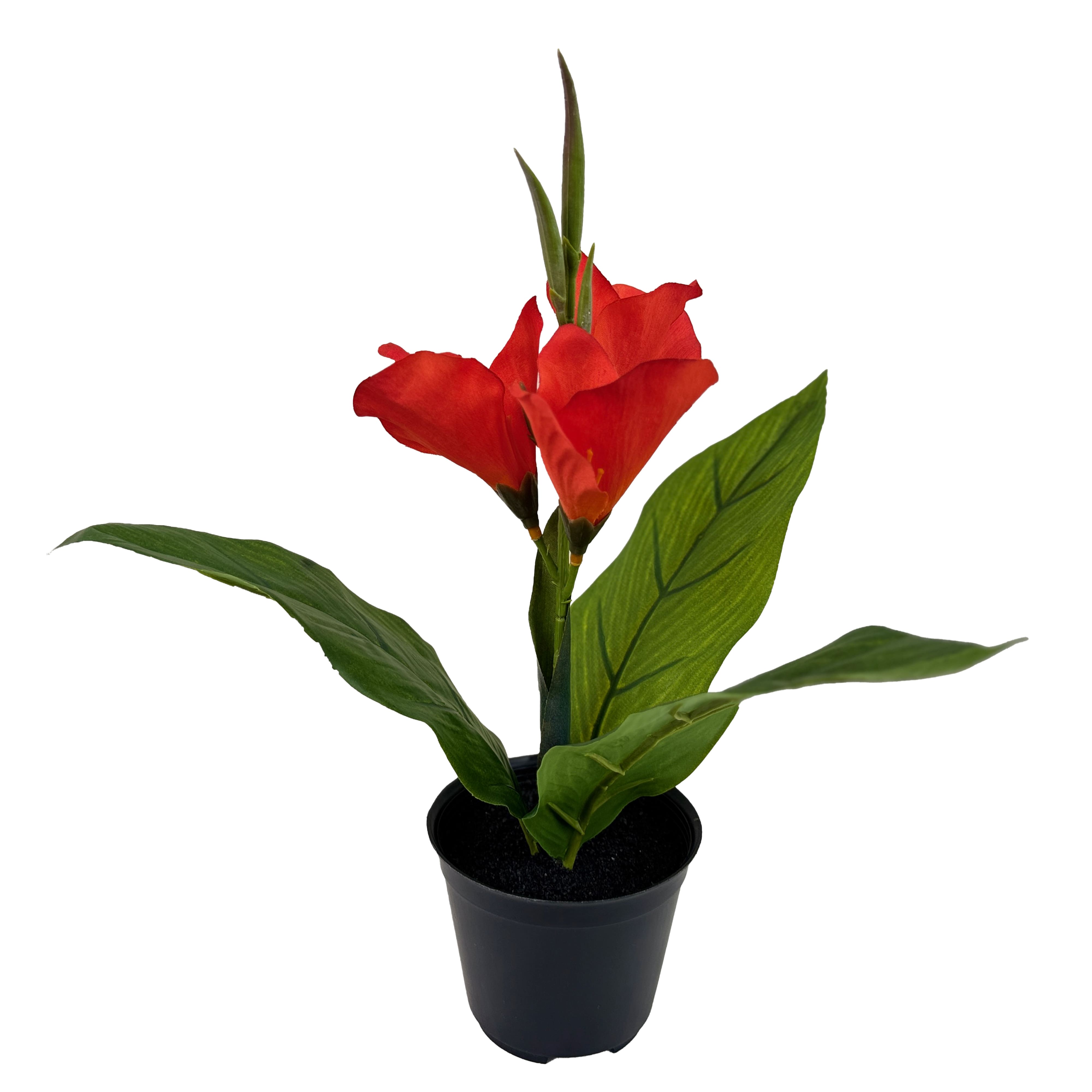 15.5&#x22; Potted Canna Lily Plant by Ashland&#xAE;