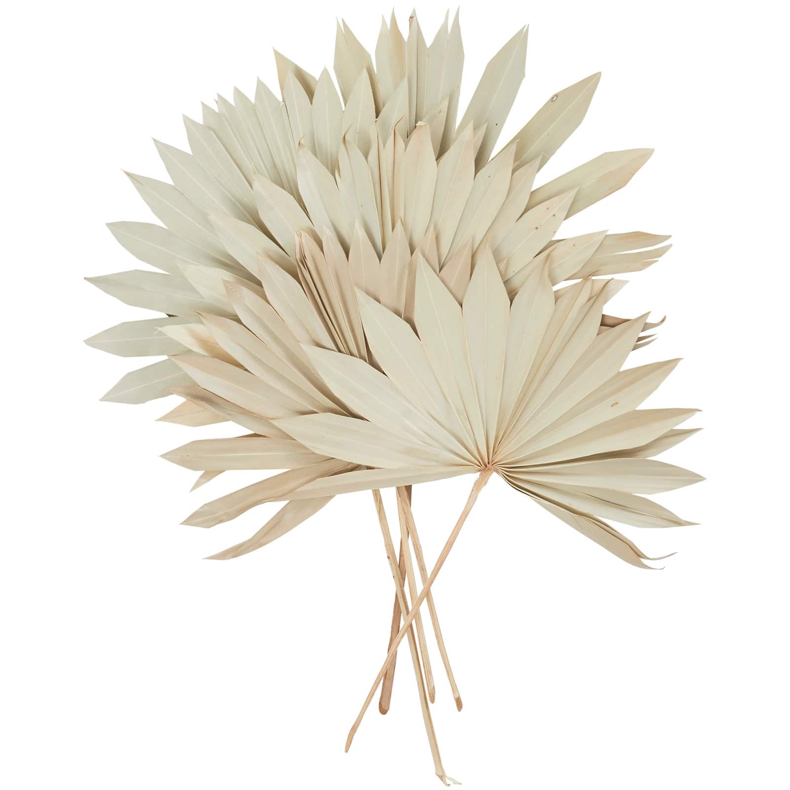 Cream Sun Palm Spear Leaf Foliage Bundle