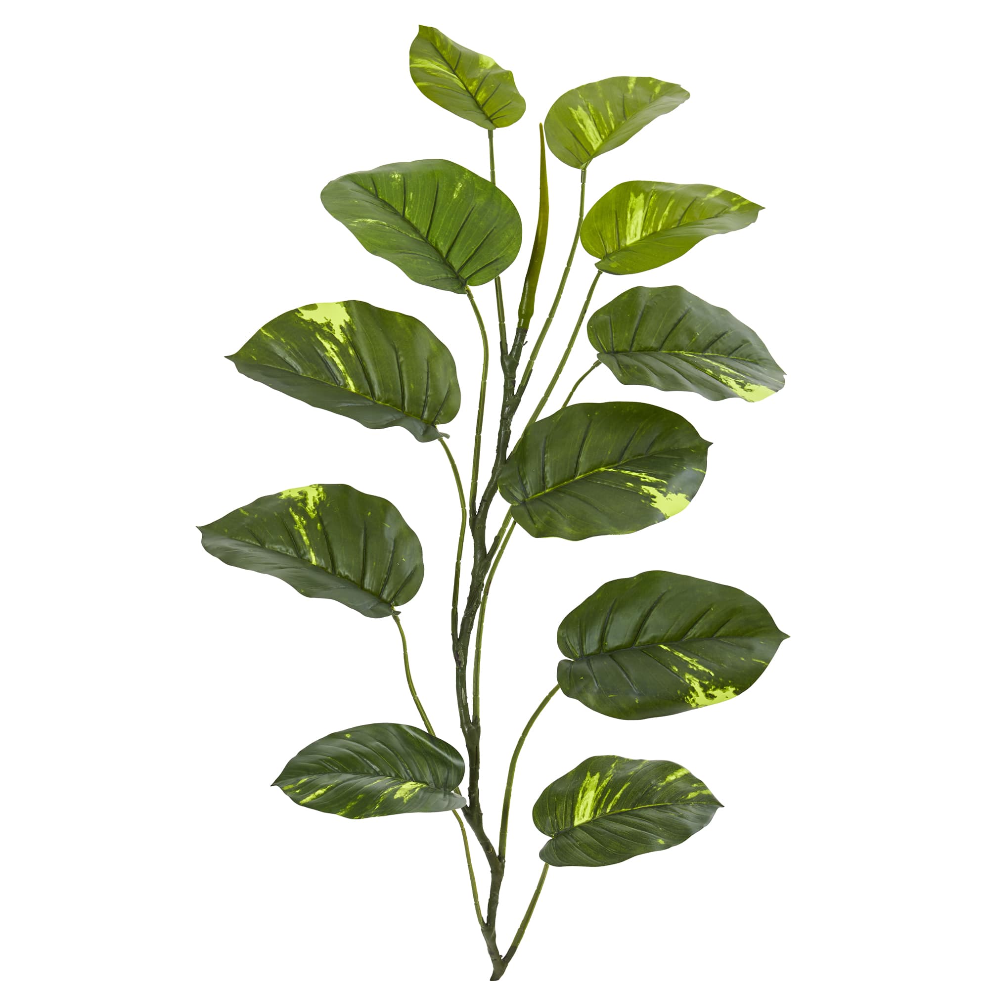4ft. Large Leaf Pothos Vinning Plant, 4ct.