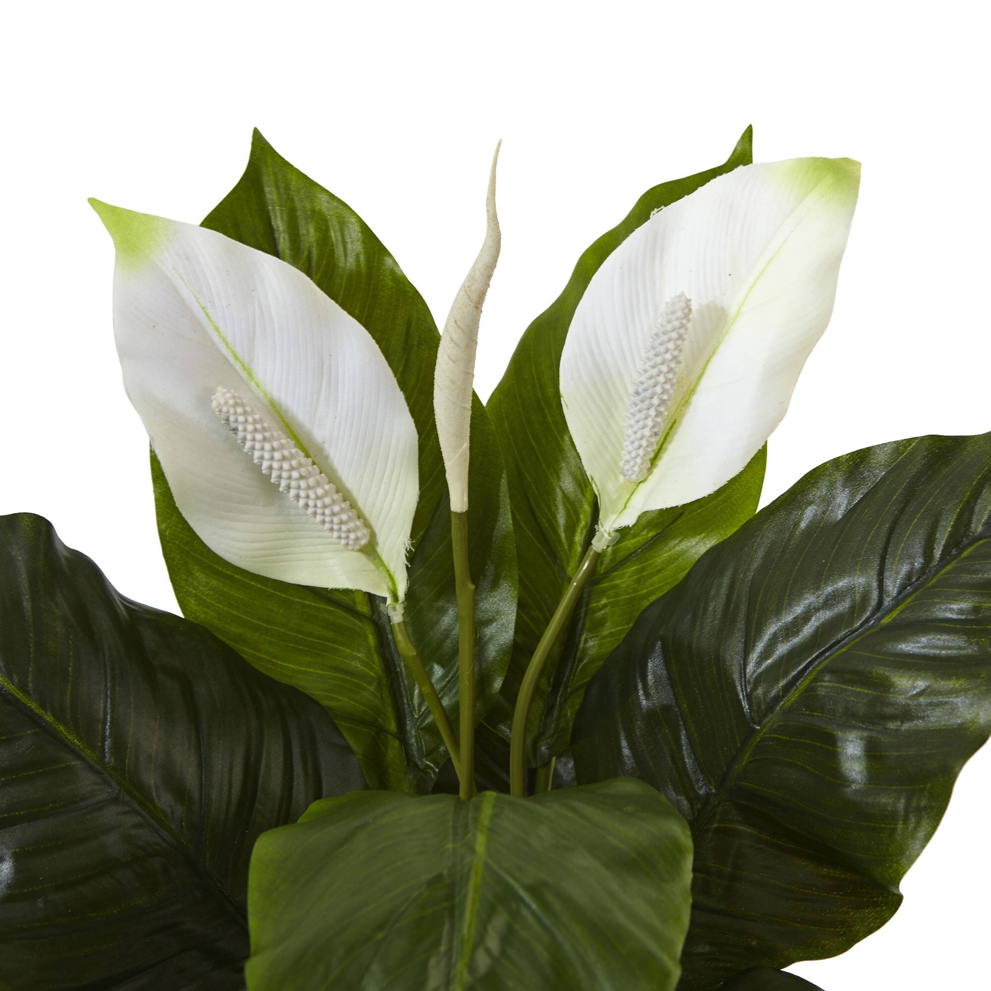 2ft. Peace Lily Plant in Glossy Glass Planter