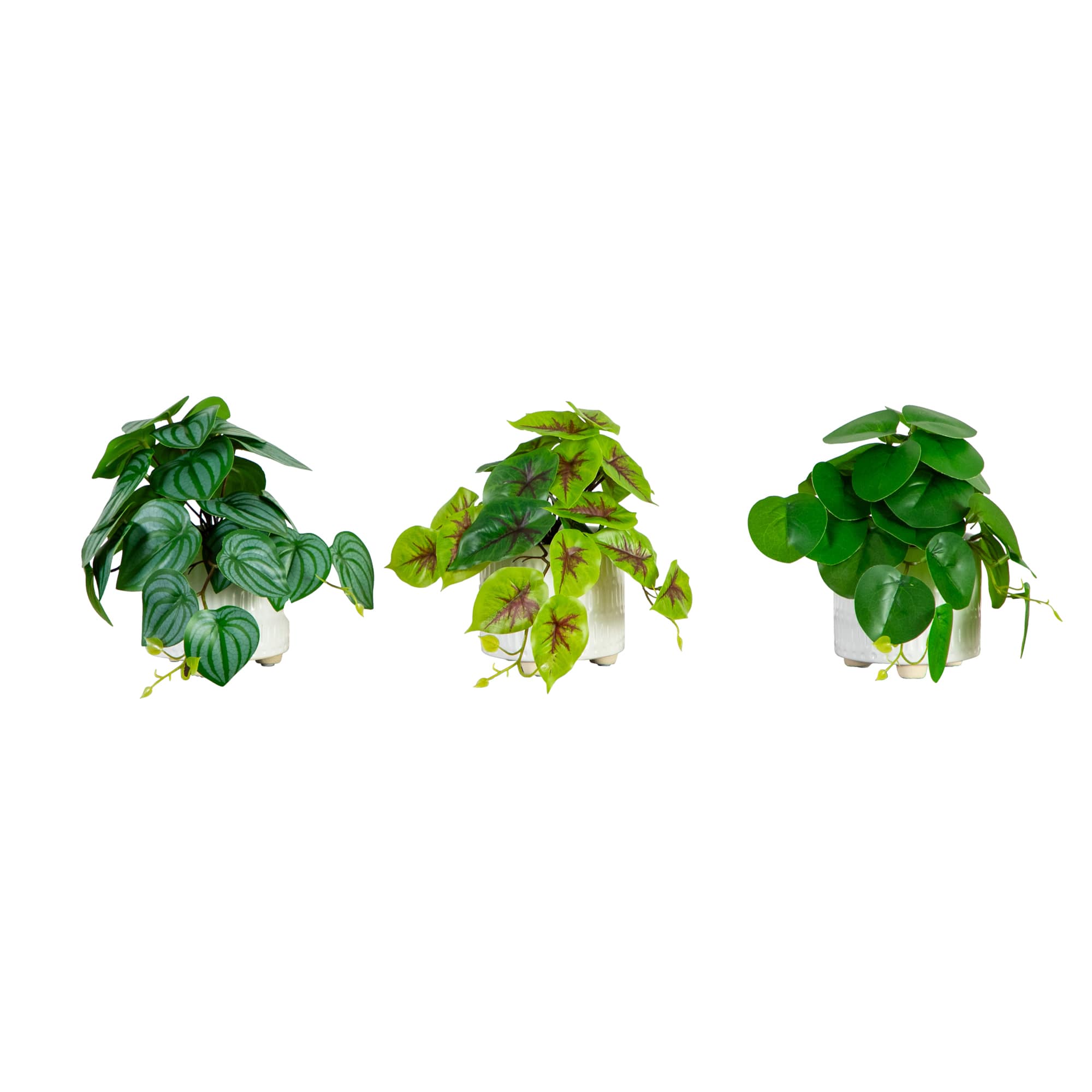 8" Mixed Greenery in Ceramic Planters Set