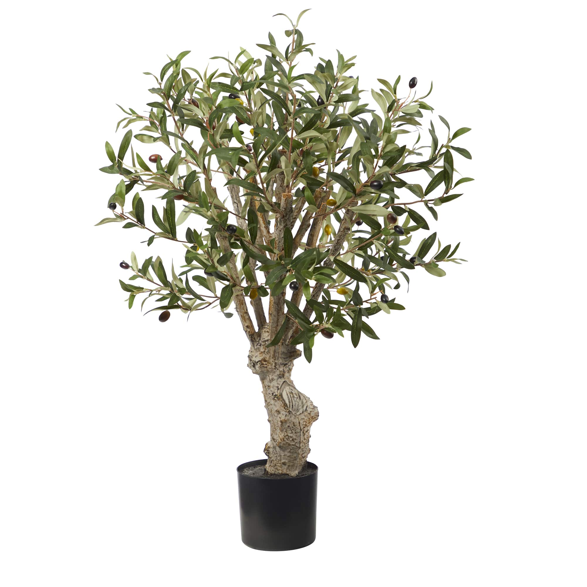 2ft. Potted Olive Tree