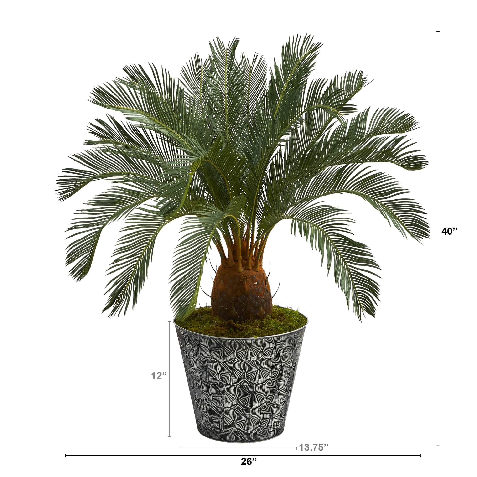 3.3ft. Cycas Tree in Black Embossed Planter