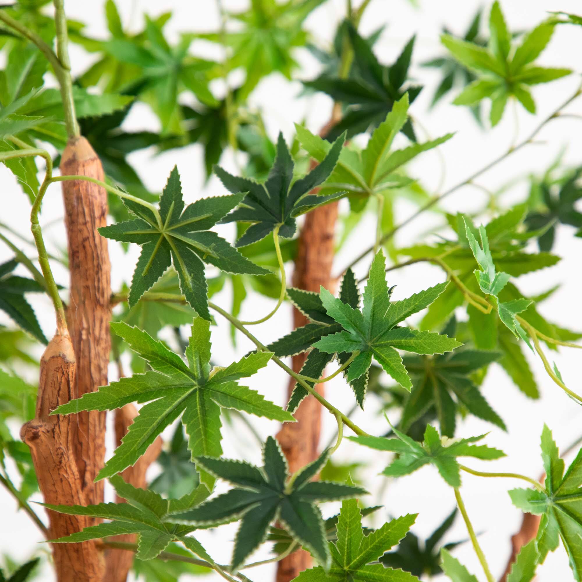 4ft. Potted Maple Tree