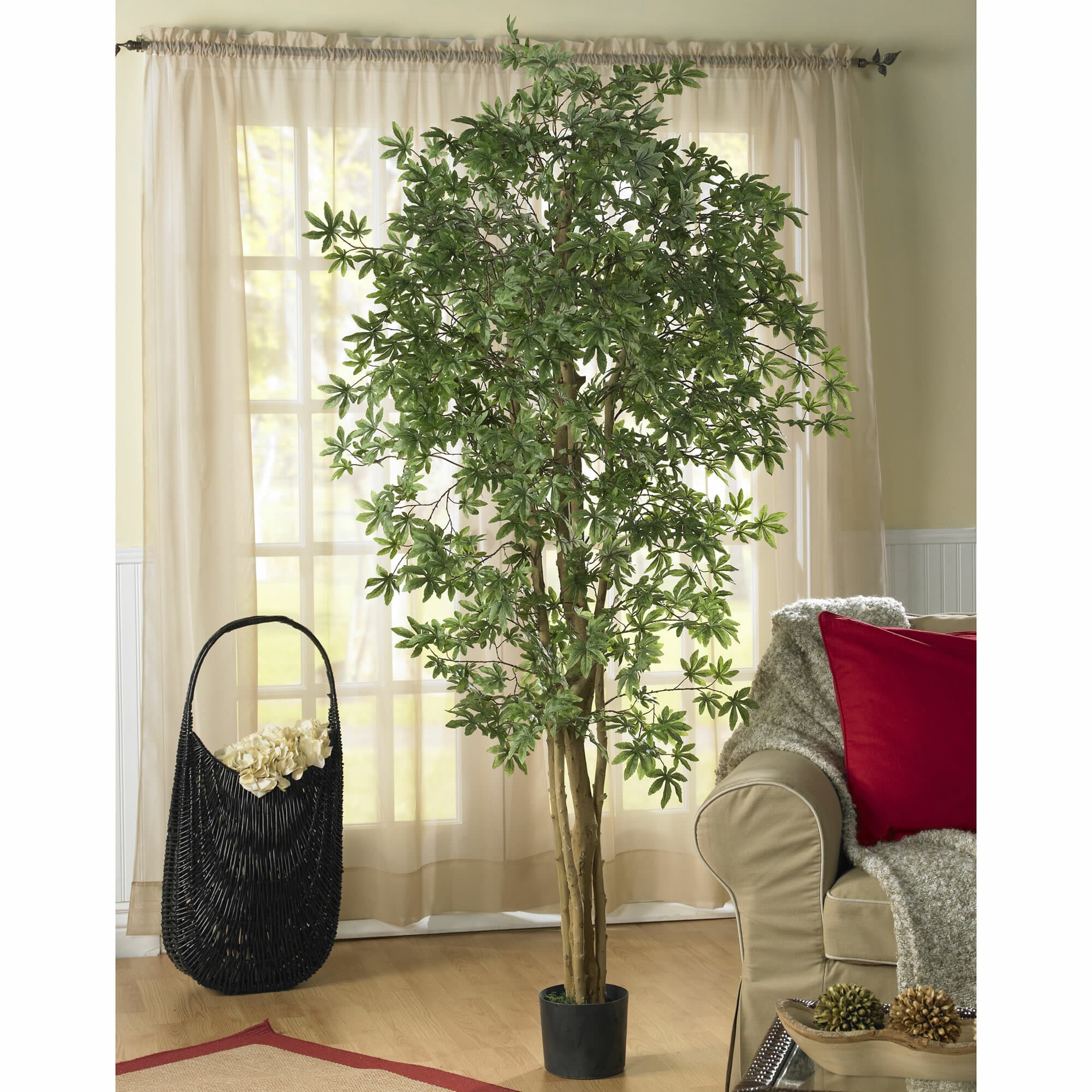 6ft. Potted Japanese Maple Silk Tree