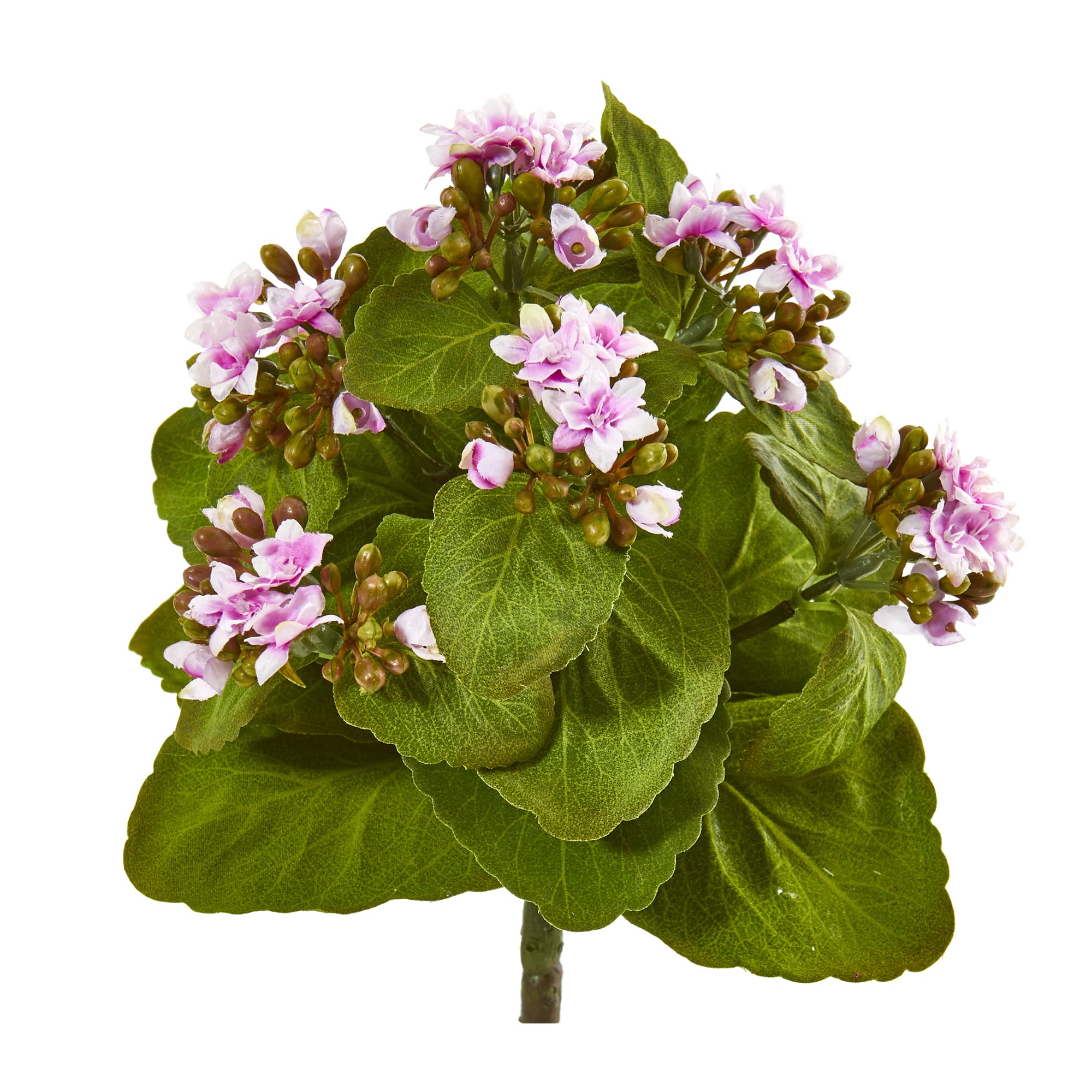 Mauve Kalanchoe Bush, 6ct.