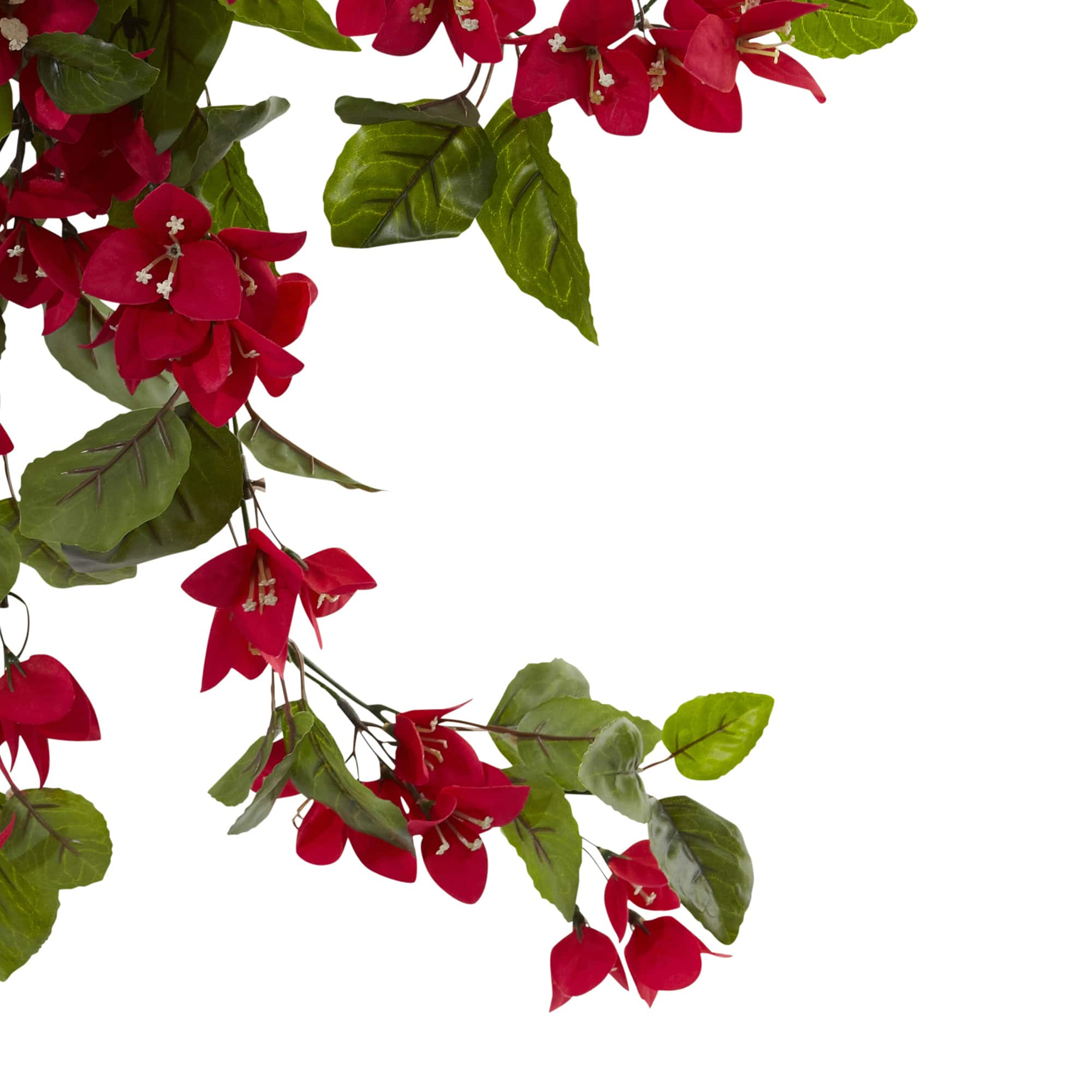 2ft. Bougainvillea Hanging Bush, 2ct.