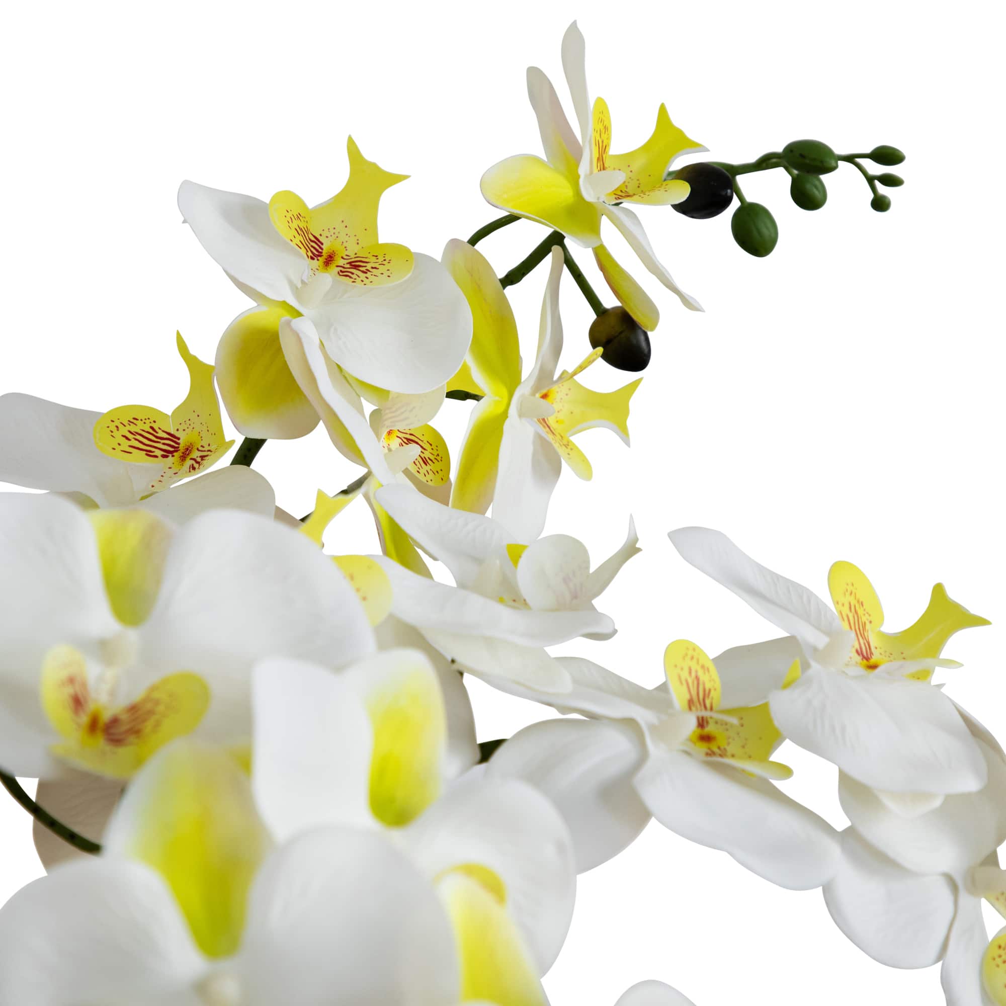 23" Orchid Arrangement in White Ceramic Planter