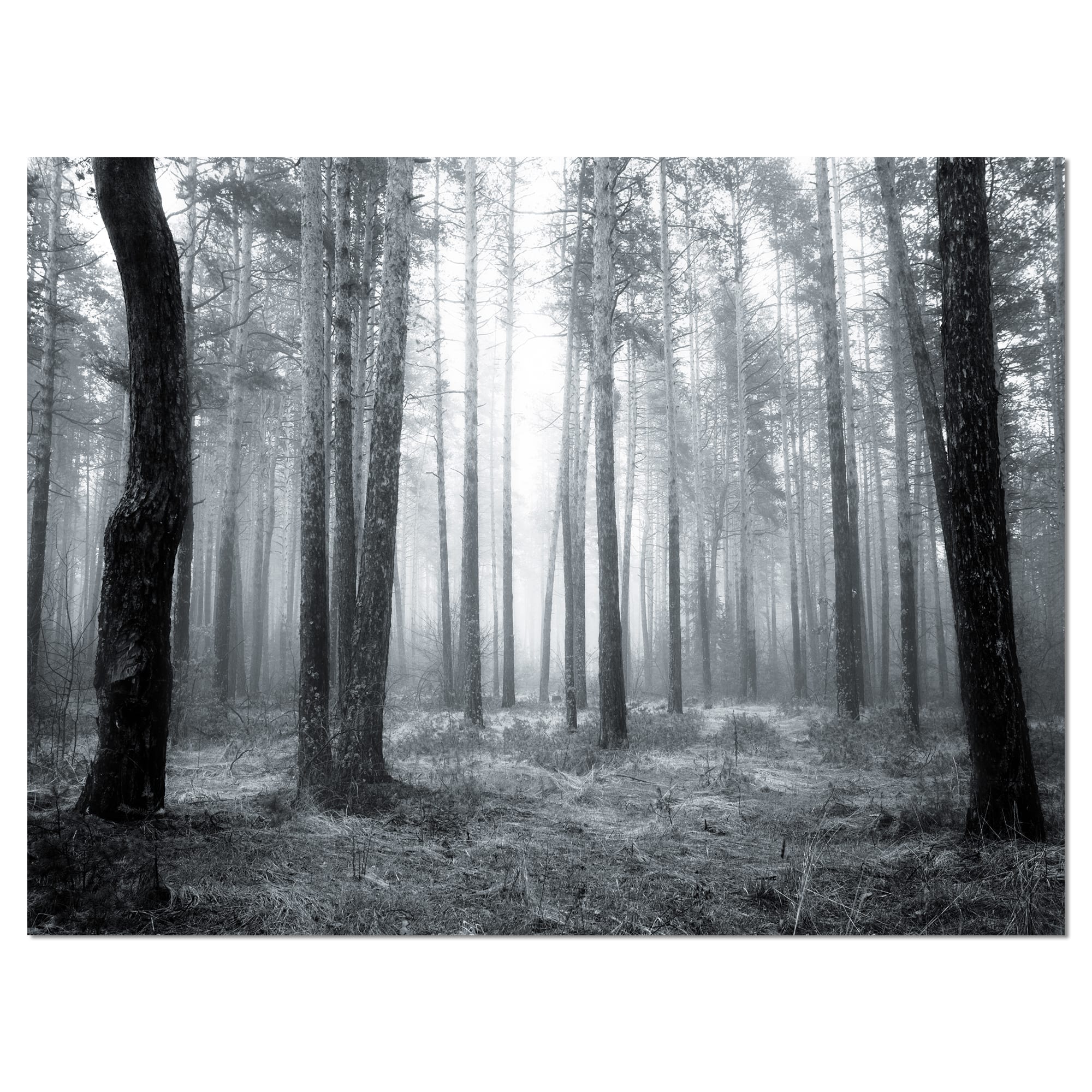 Designart - Black and White Foggy Forest - Forest Canvas Art Print