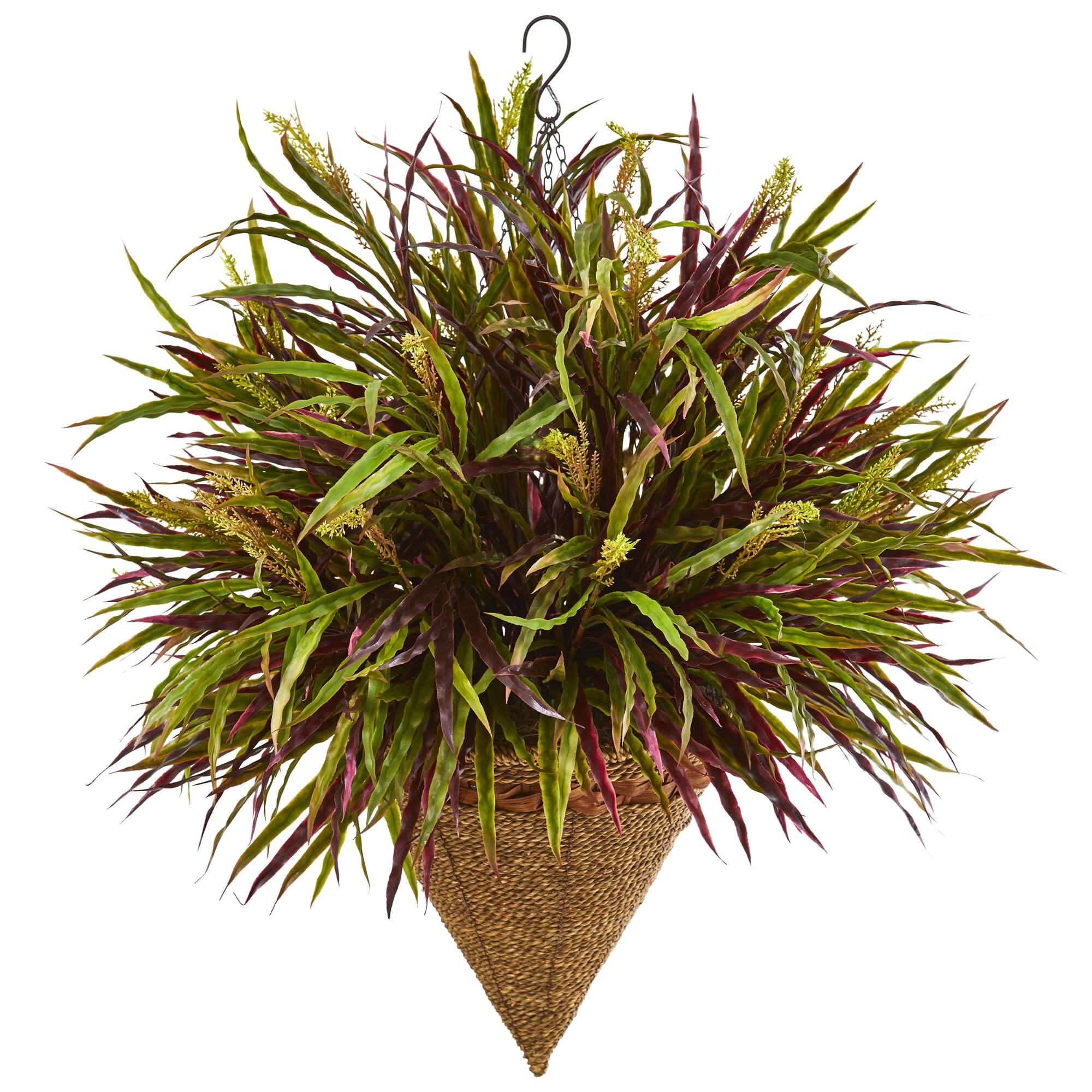 2ft. Variegated Autumn Grass Plant in Hanging Basket