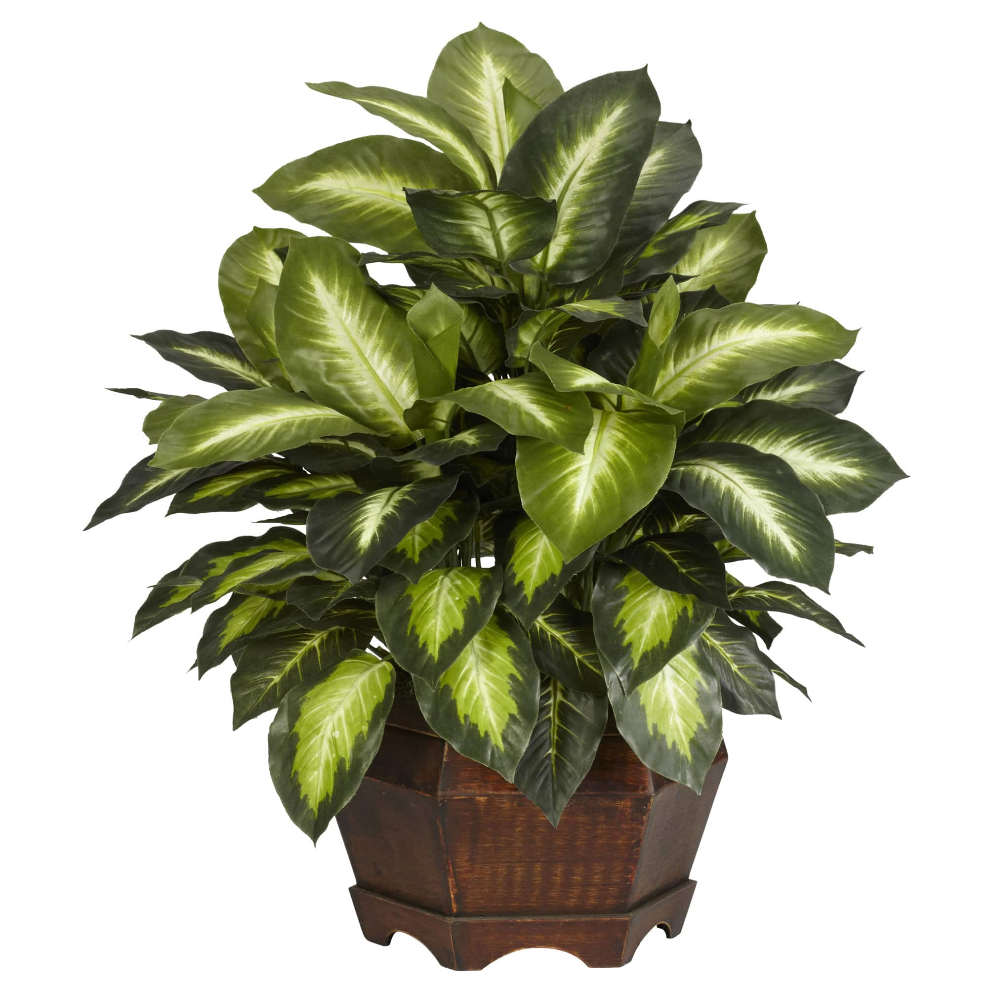 24&#x22; Golden Dieffenbachia Plant in Decorative Pot