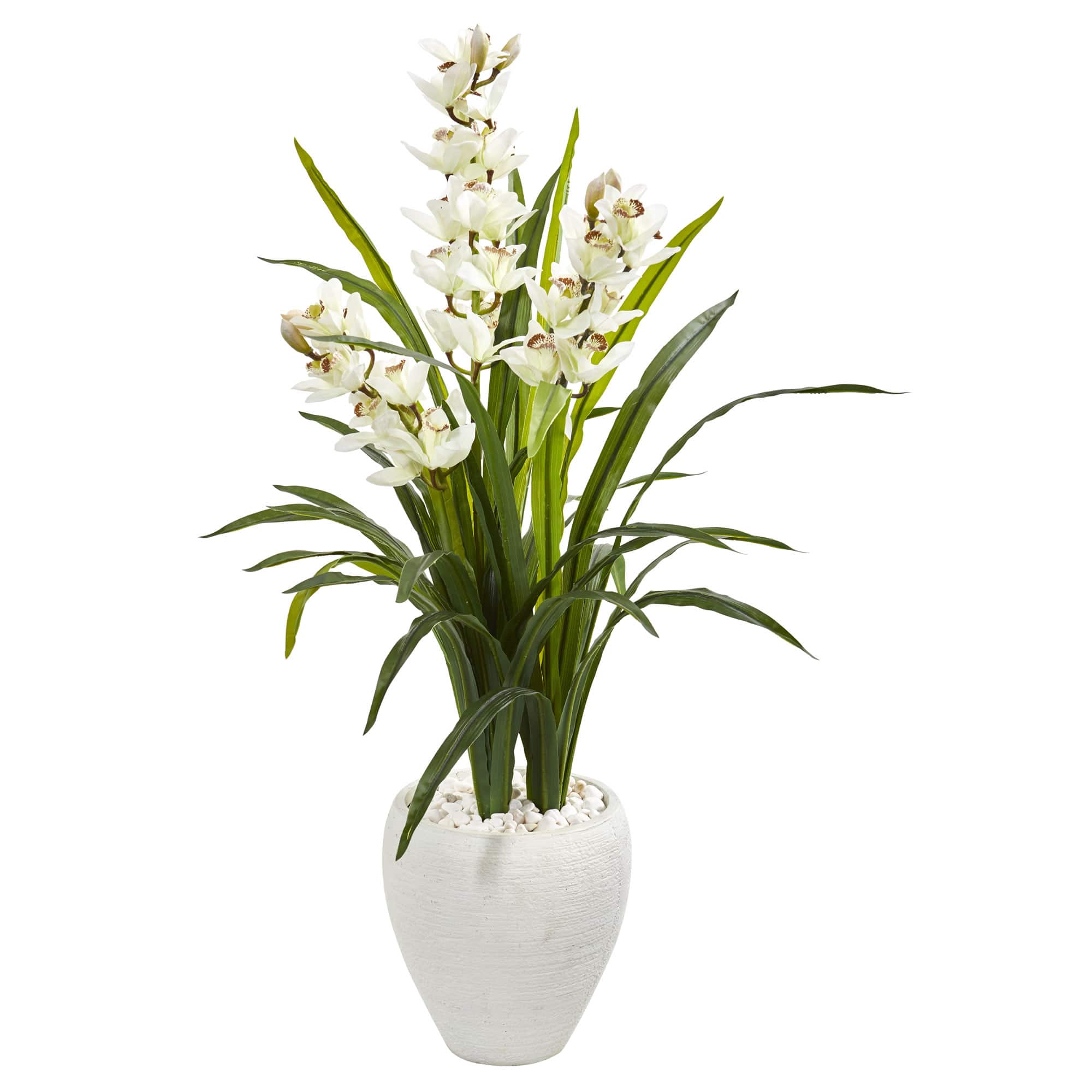 4ft. Boat Orchid Plant in White Planter