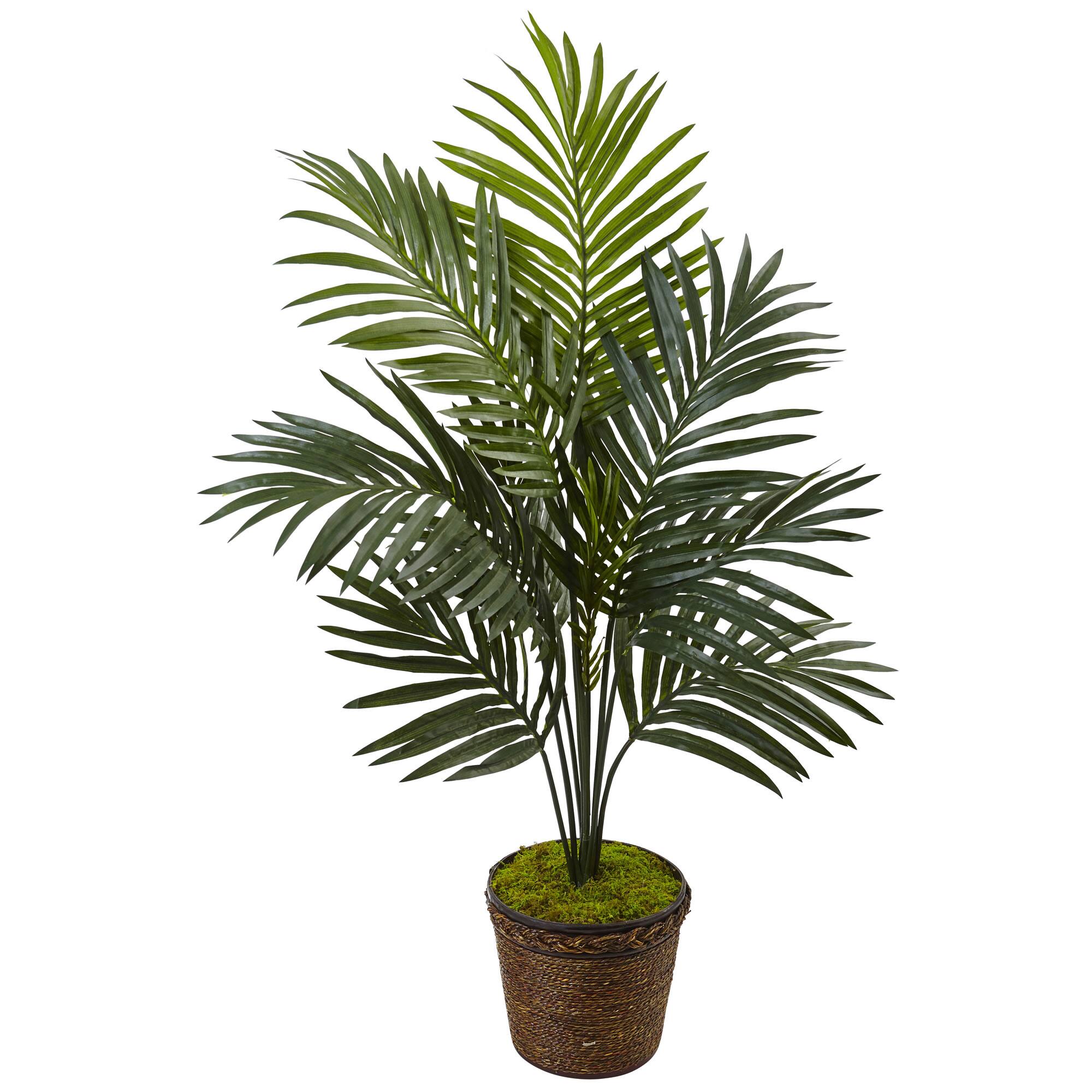 4ft. Kentia Palm Tree in Coiled Rope Planter