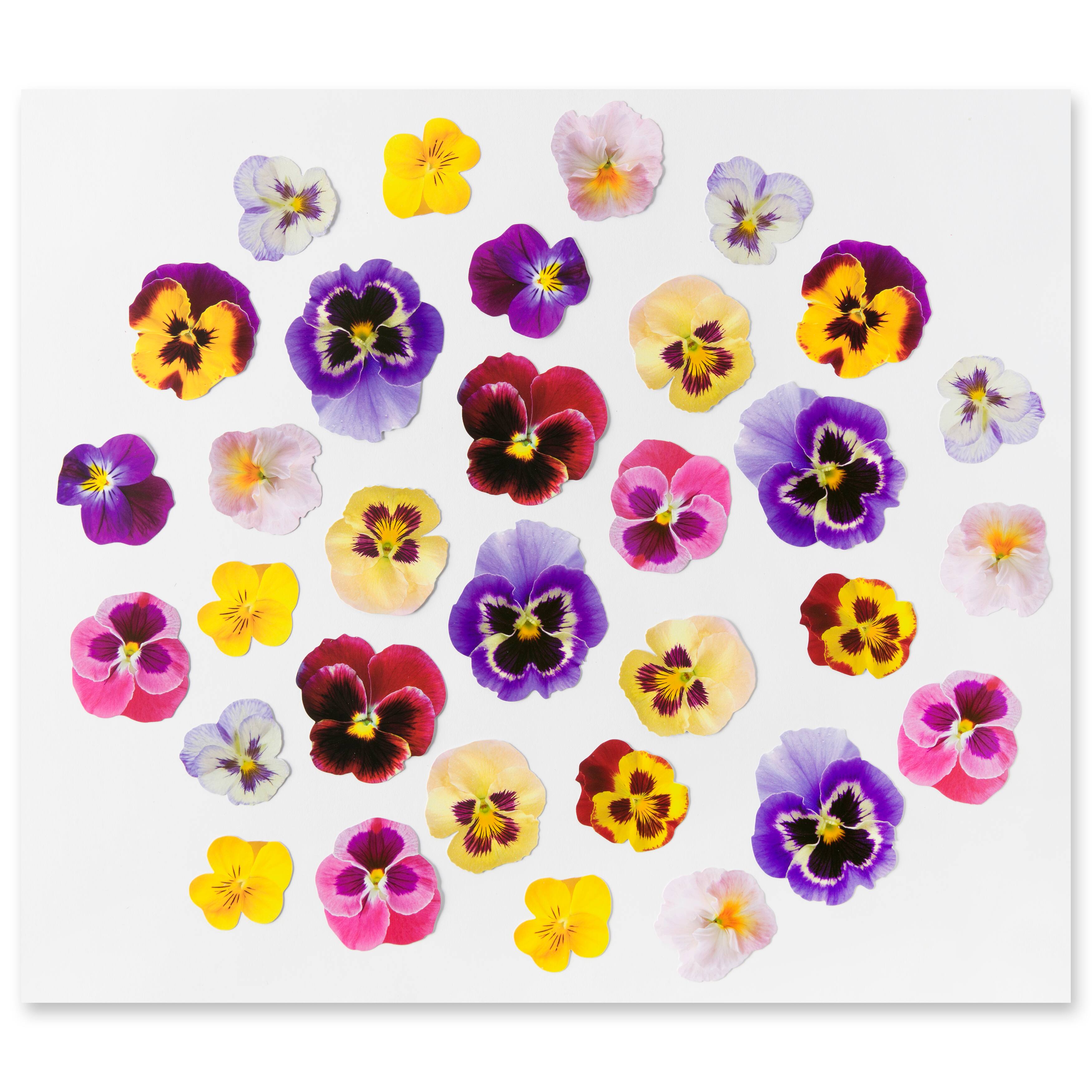 12 Pack: Pansy Die Cut Stickers by Recollections&#x2122;
