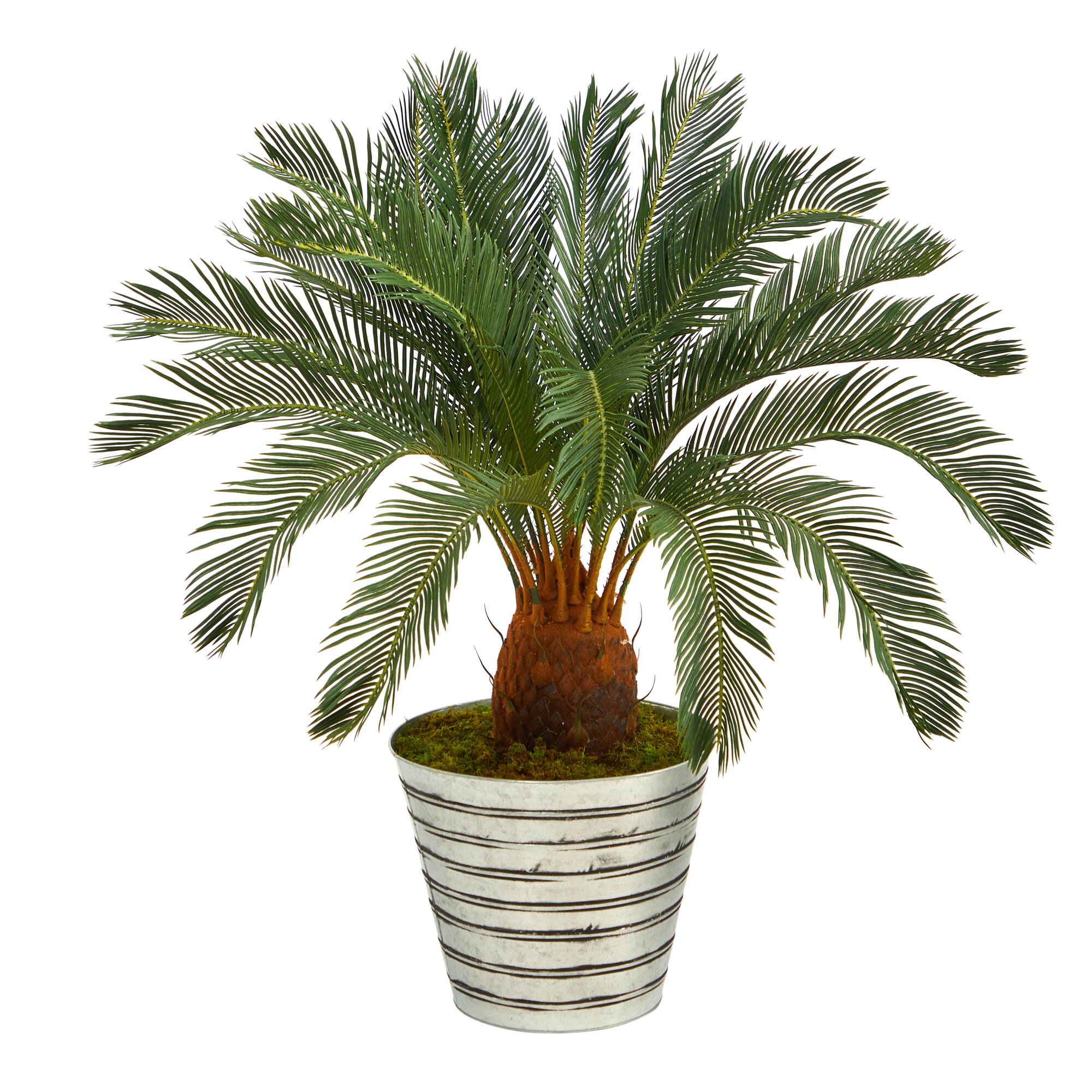 3.5ft. Cycas Tree in Decorative Tin Bucket