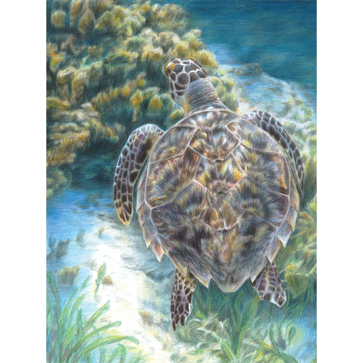 Royal &#x26; Langnickel&#xAE; Sea Turtle Colour Pencil&#x2122; by Numbers Kit