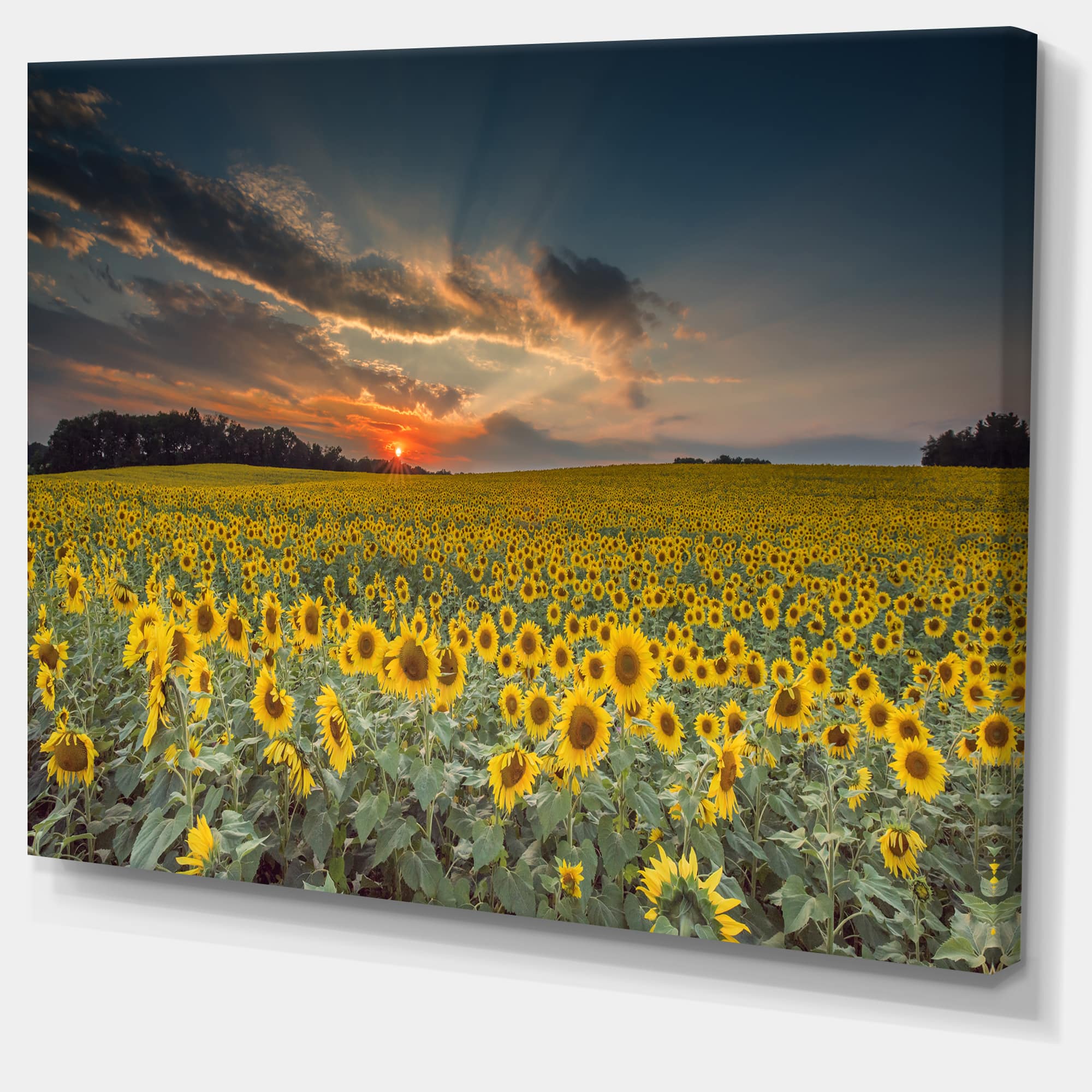 Designart - Sunflower Sunset with Cloudy Sky - Large Landscape Canvas Art
