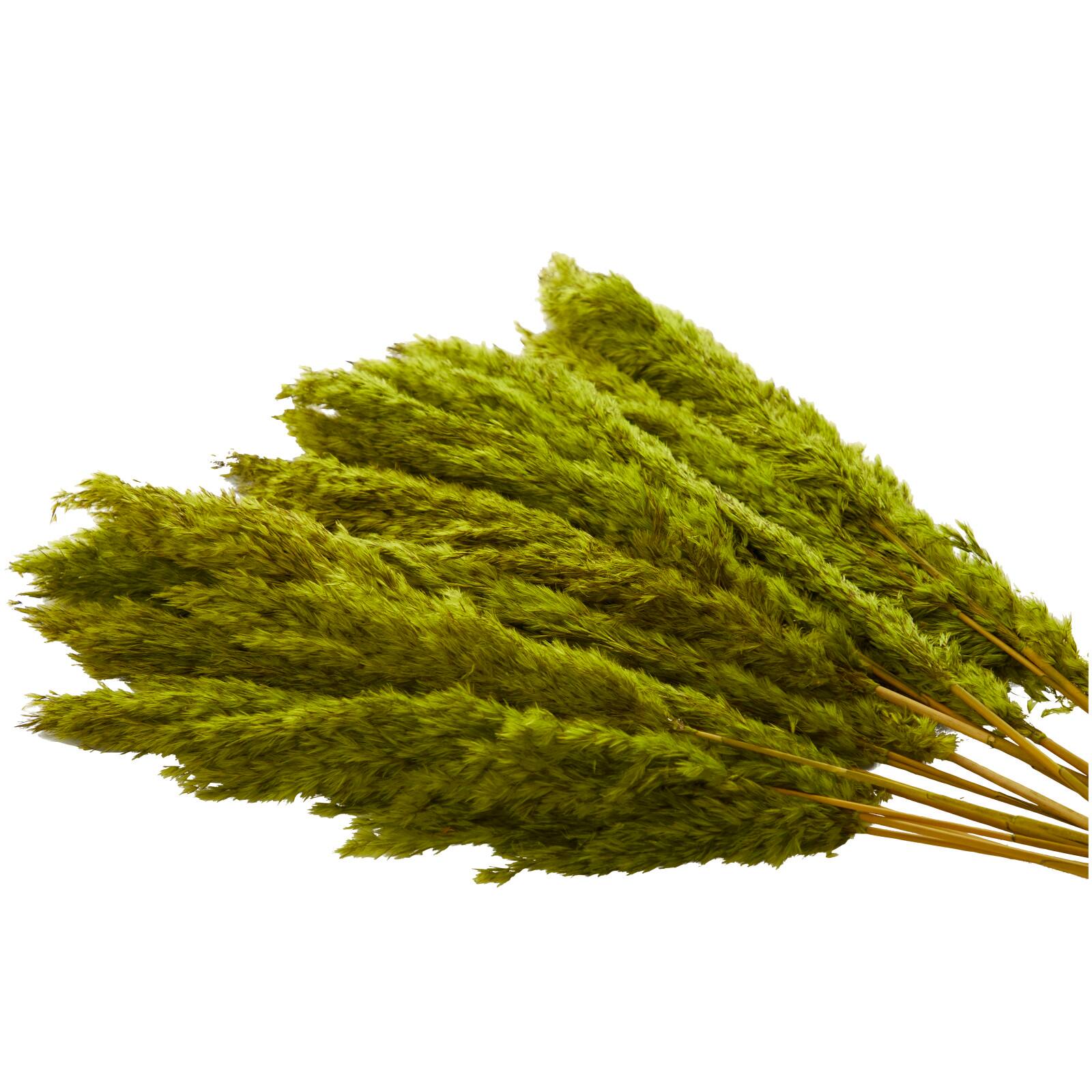 Dried Plant Pampas Natural Foliage with Long Stems