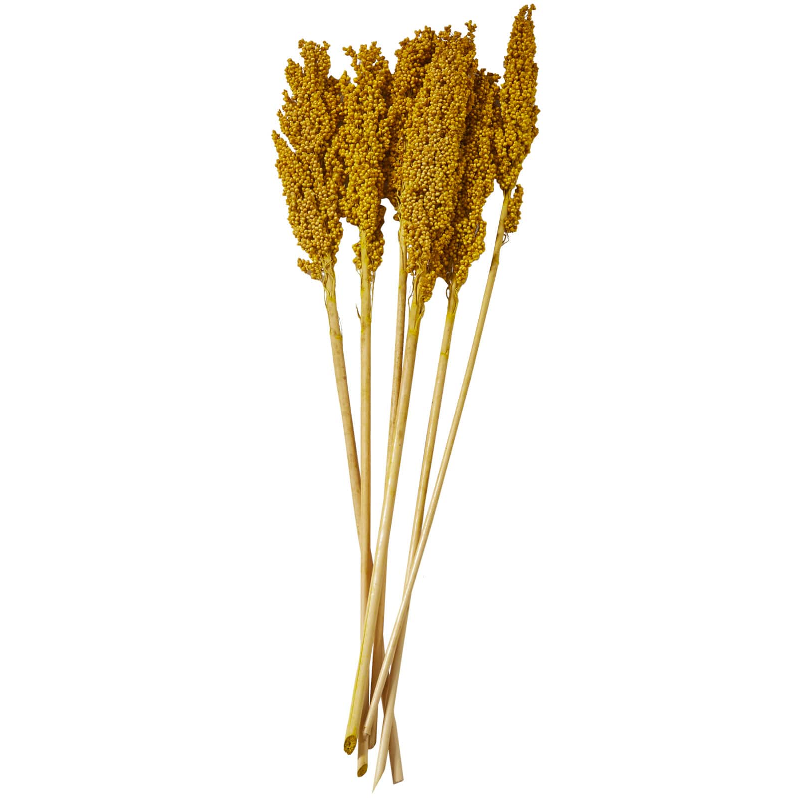 Dried Corn Maize Natural Foliage with Long Stems