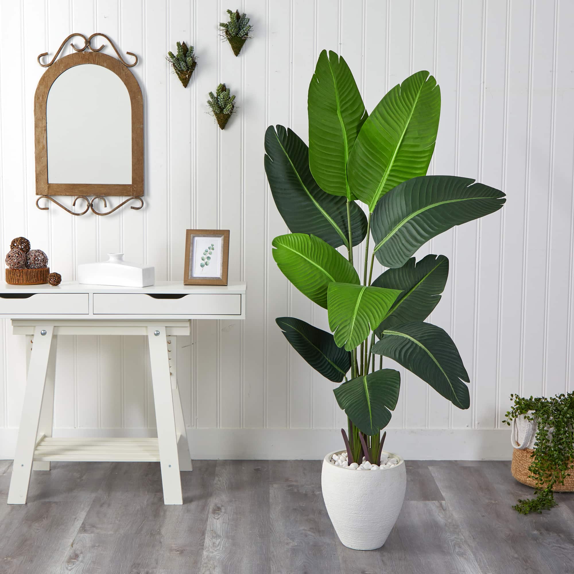 5.5ft. Travelers Palm Tree in White Planter