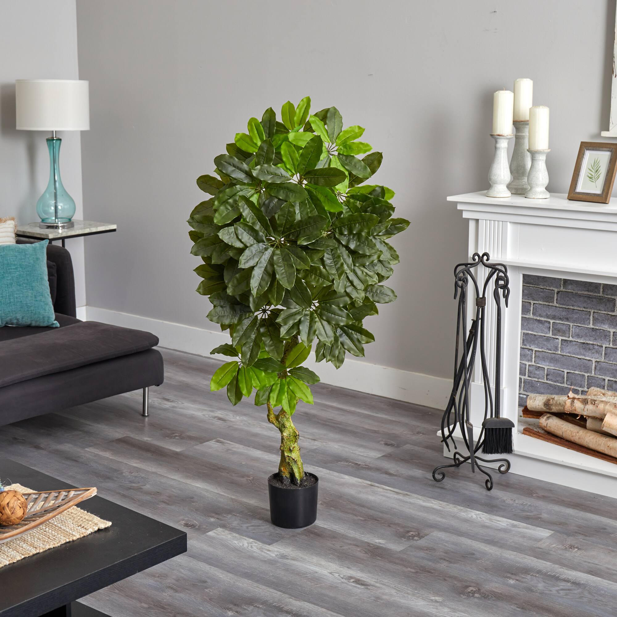 5ft. Potted Schefflera Tree