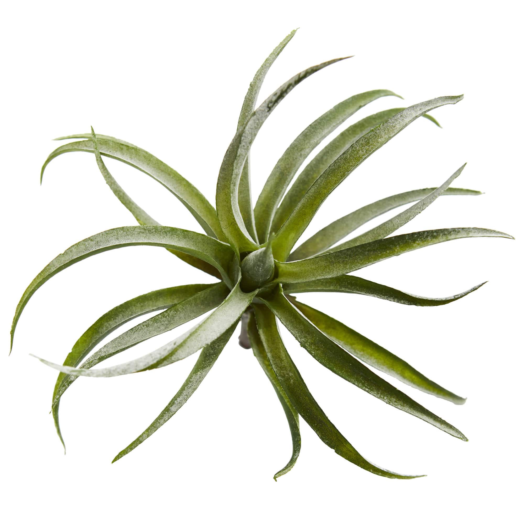 Air Plant Succulent Plant, 12ct.
