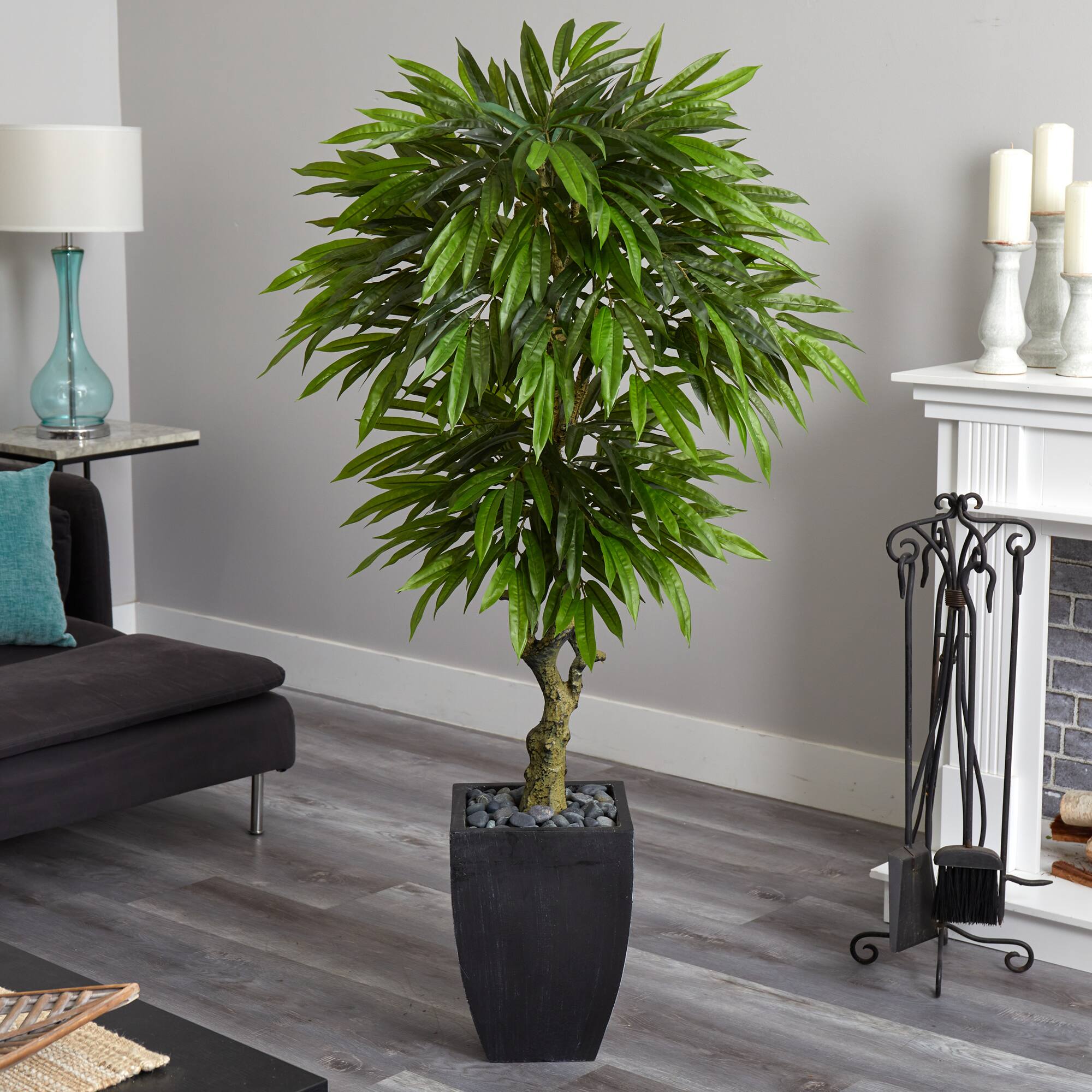5.5ft. Potted Mango Tree in Decorative Black Planter