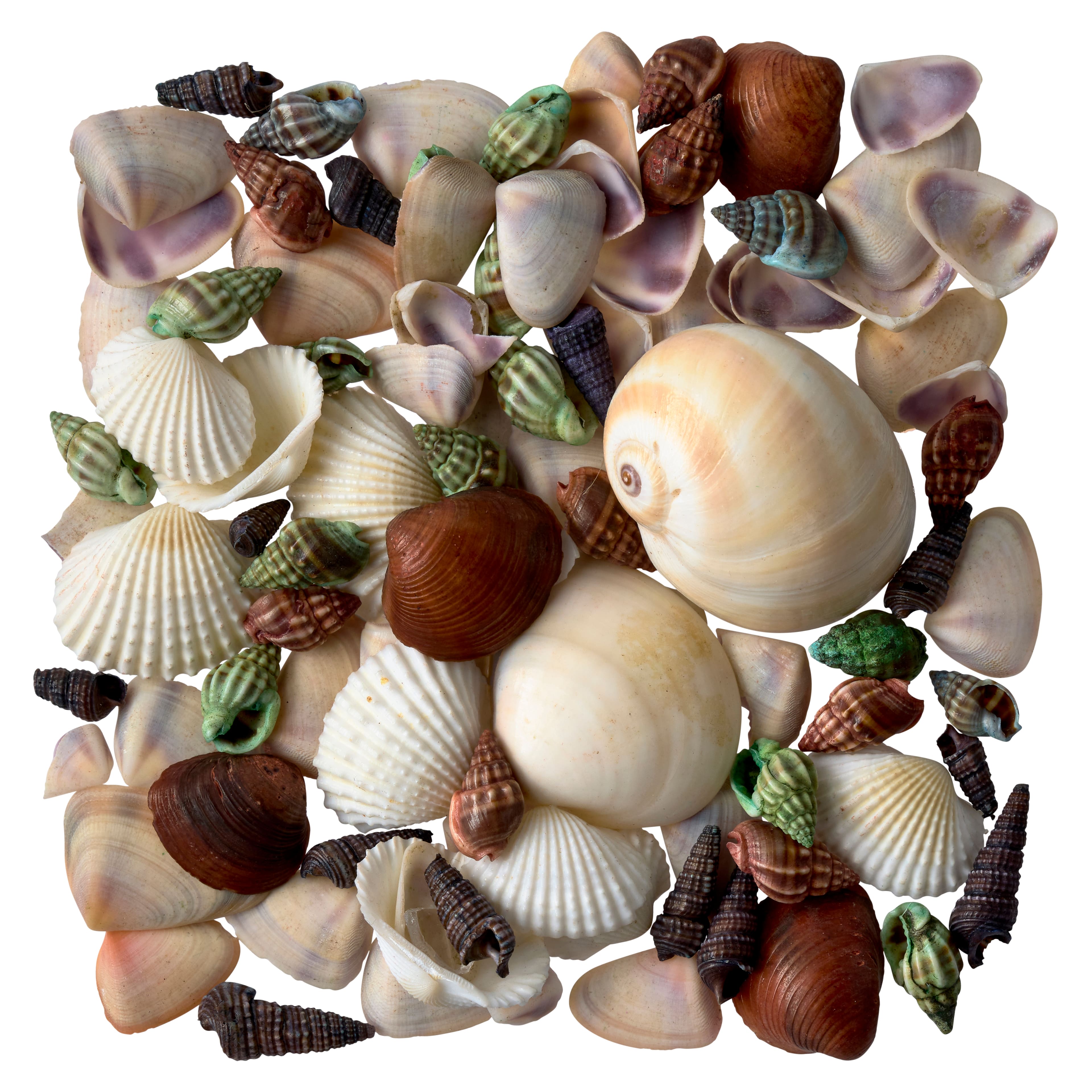 Basket of Sea Shells, Mixed Natural Mater