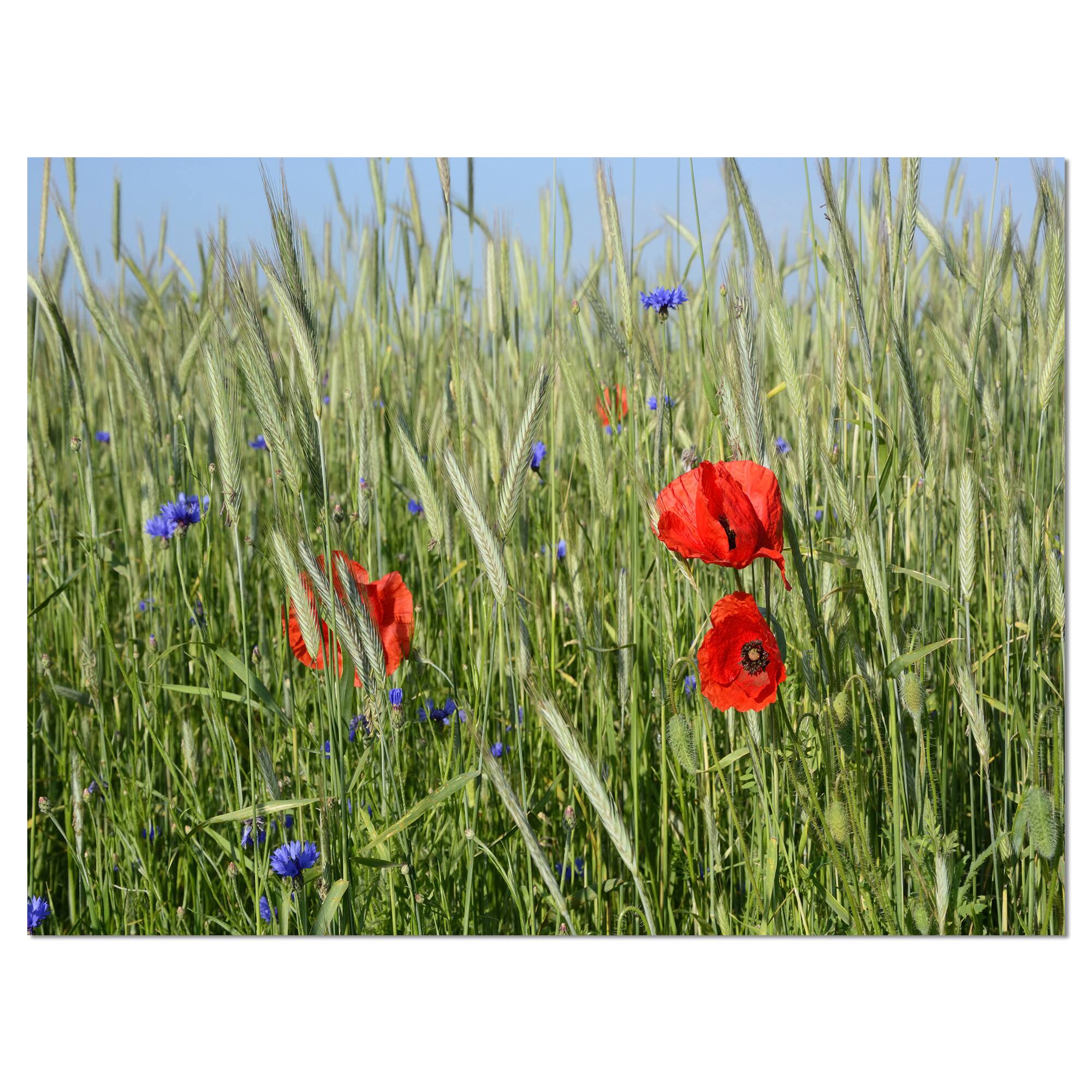 Designart - Rural Landscape with Red Poppies - Large Landscape Canvas Art