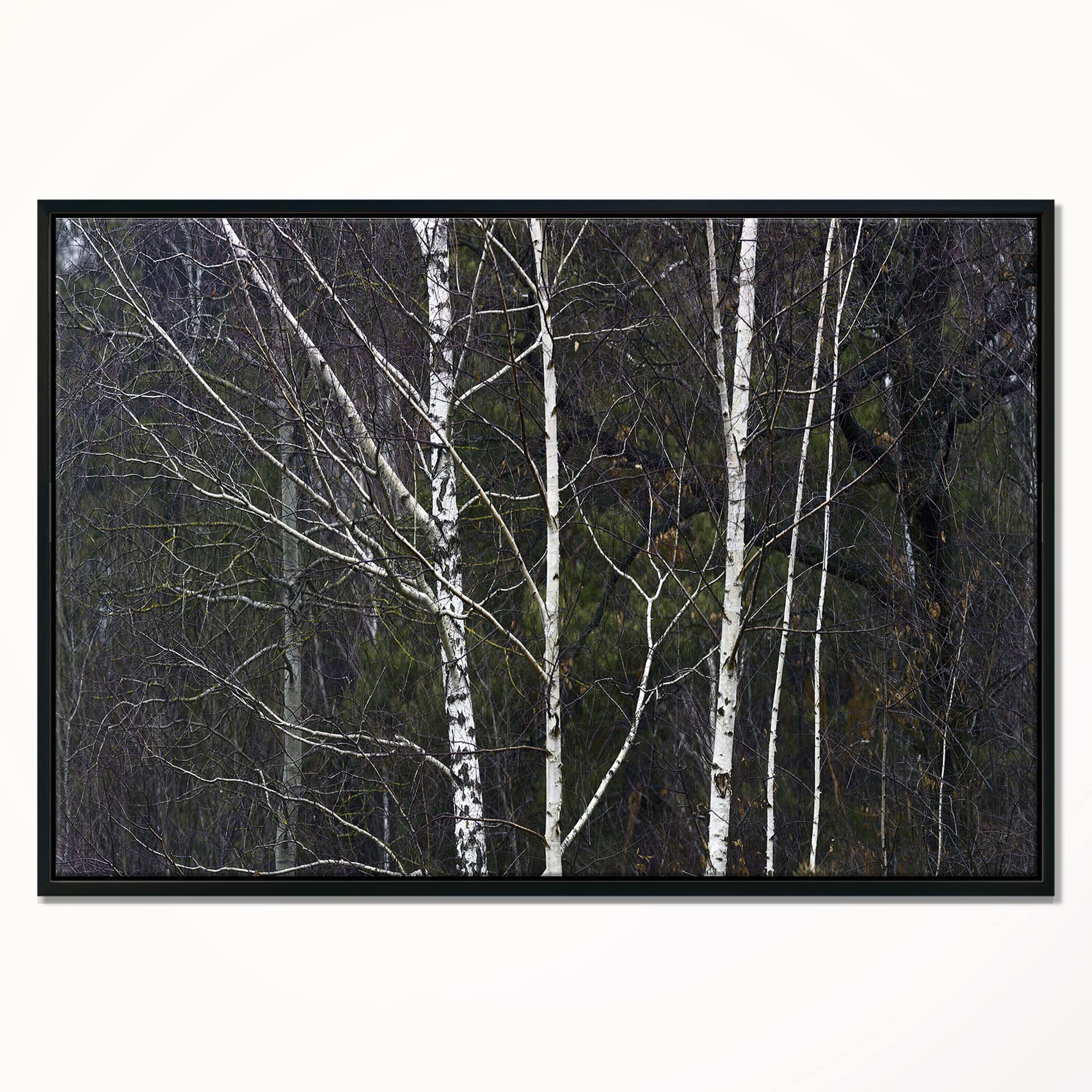 black and white birch tree art