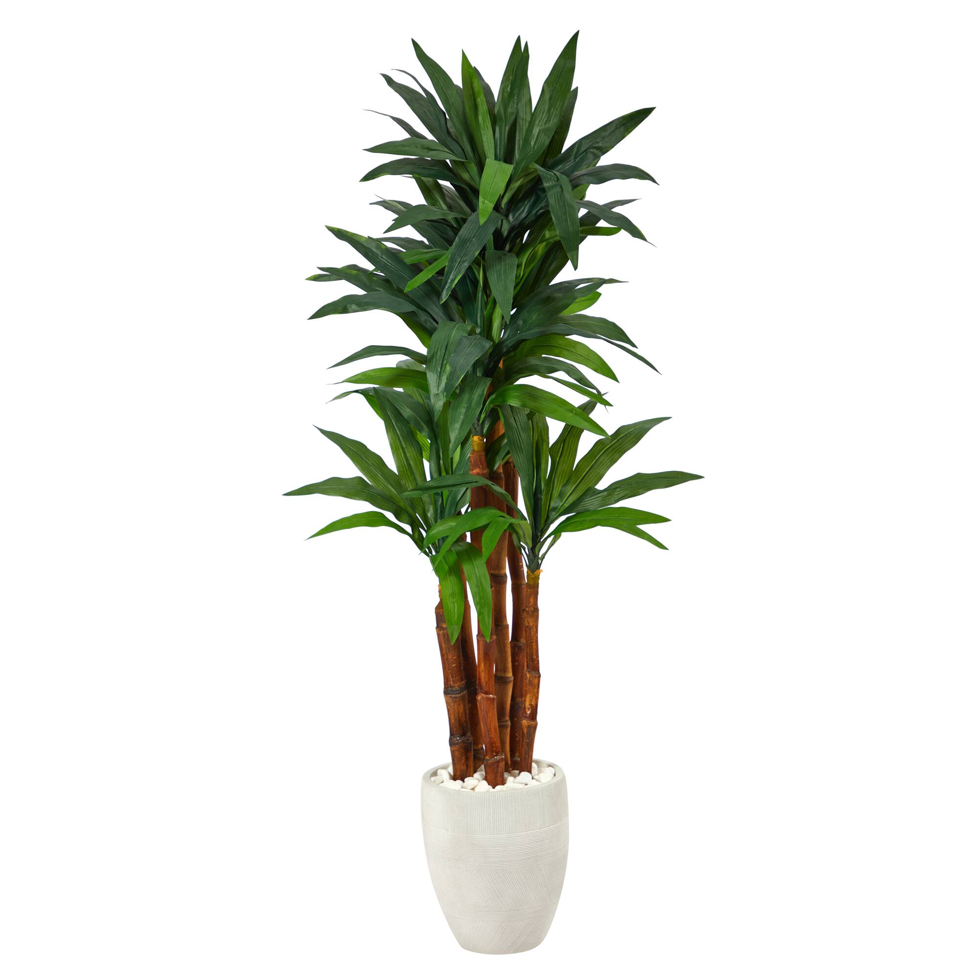 5ft. Dracaena Tree in White Planter