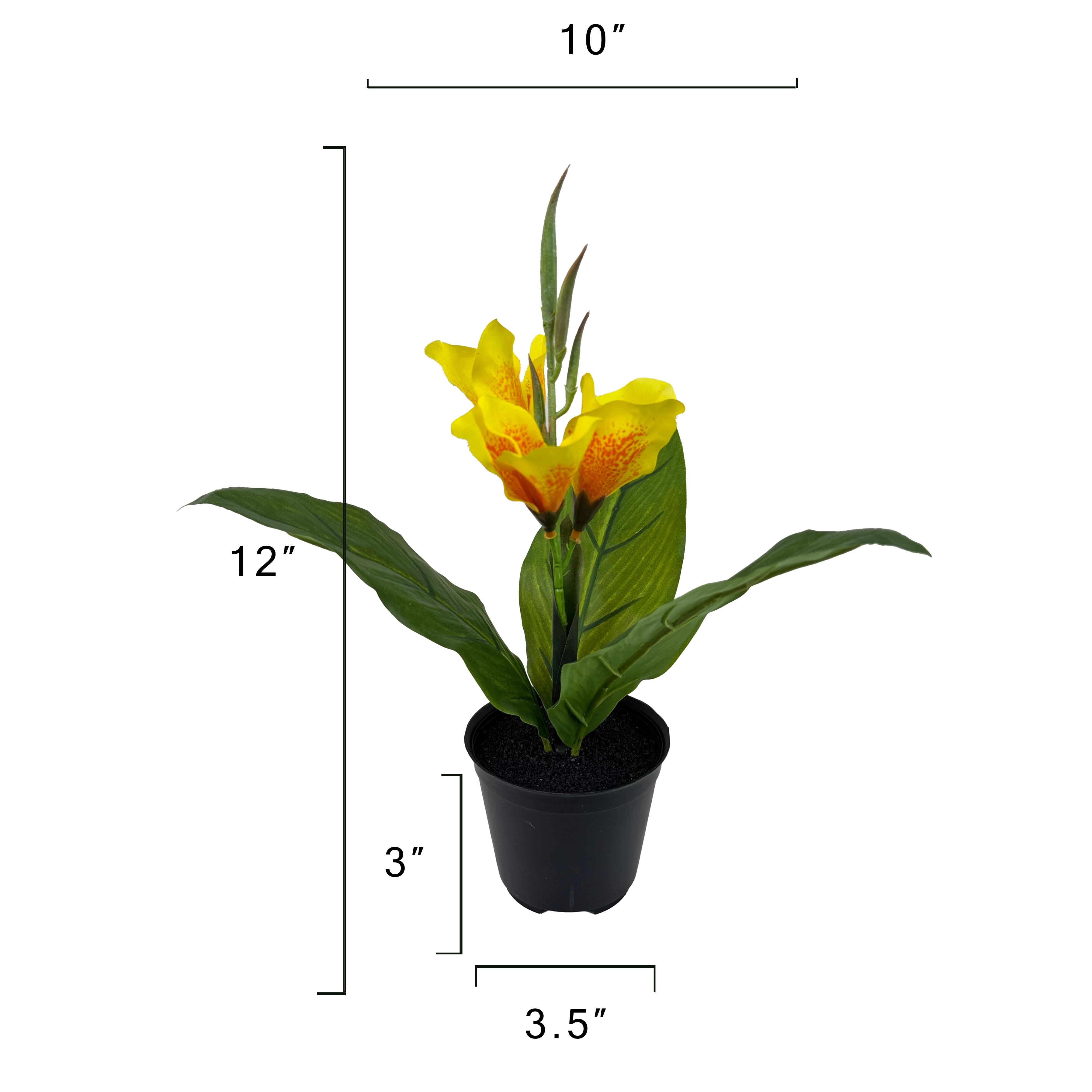15.5&#x22; Potted Canna Lily Plant by Ashland&#xAE;
