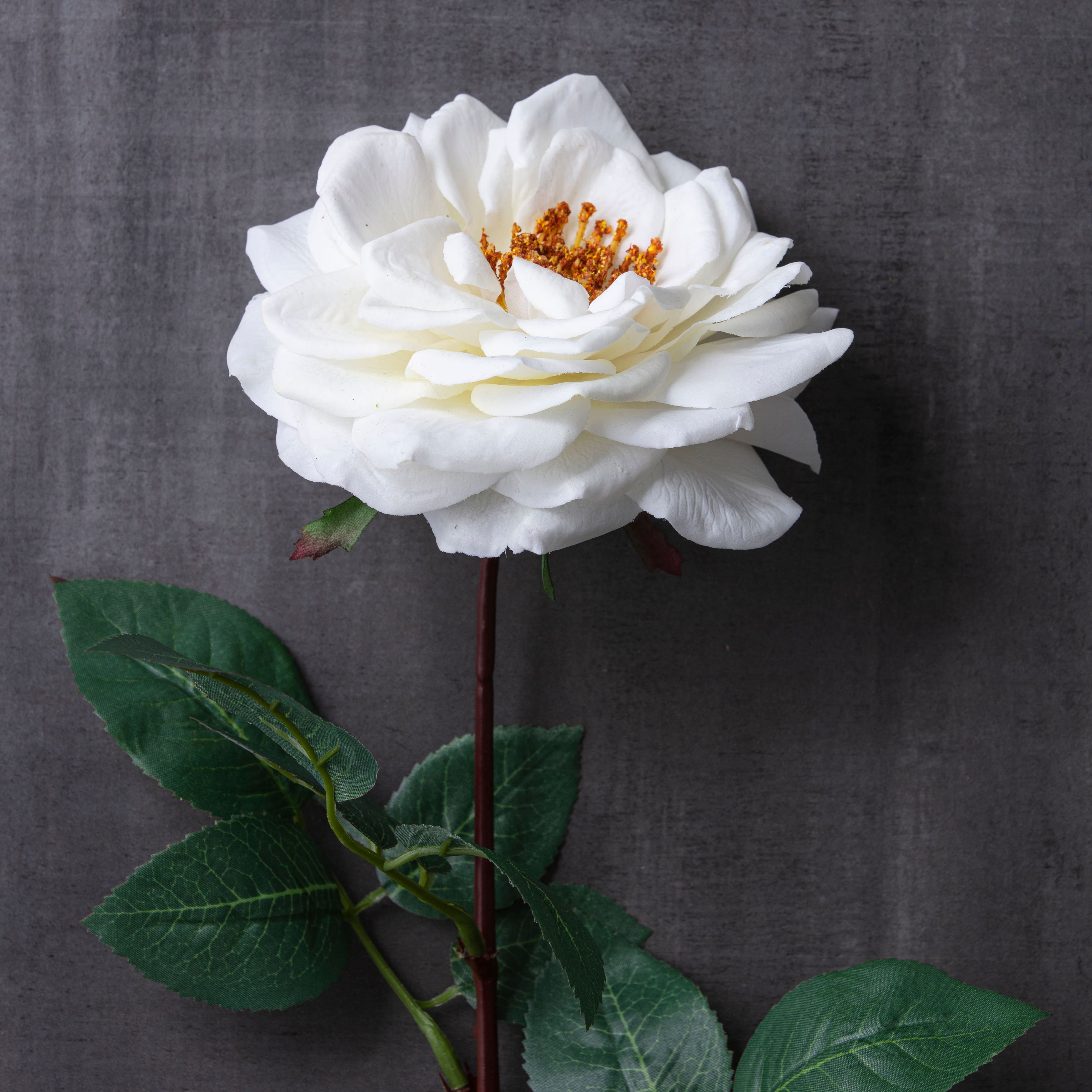 Orlane Rose Stem by Ashland&#xAE;