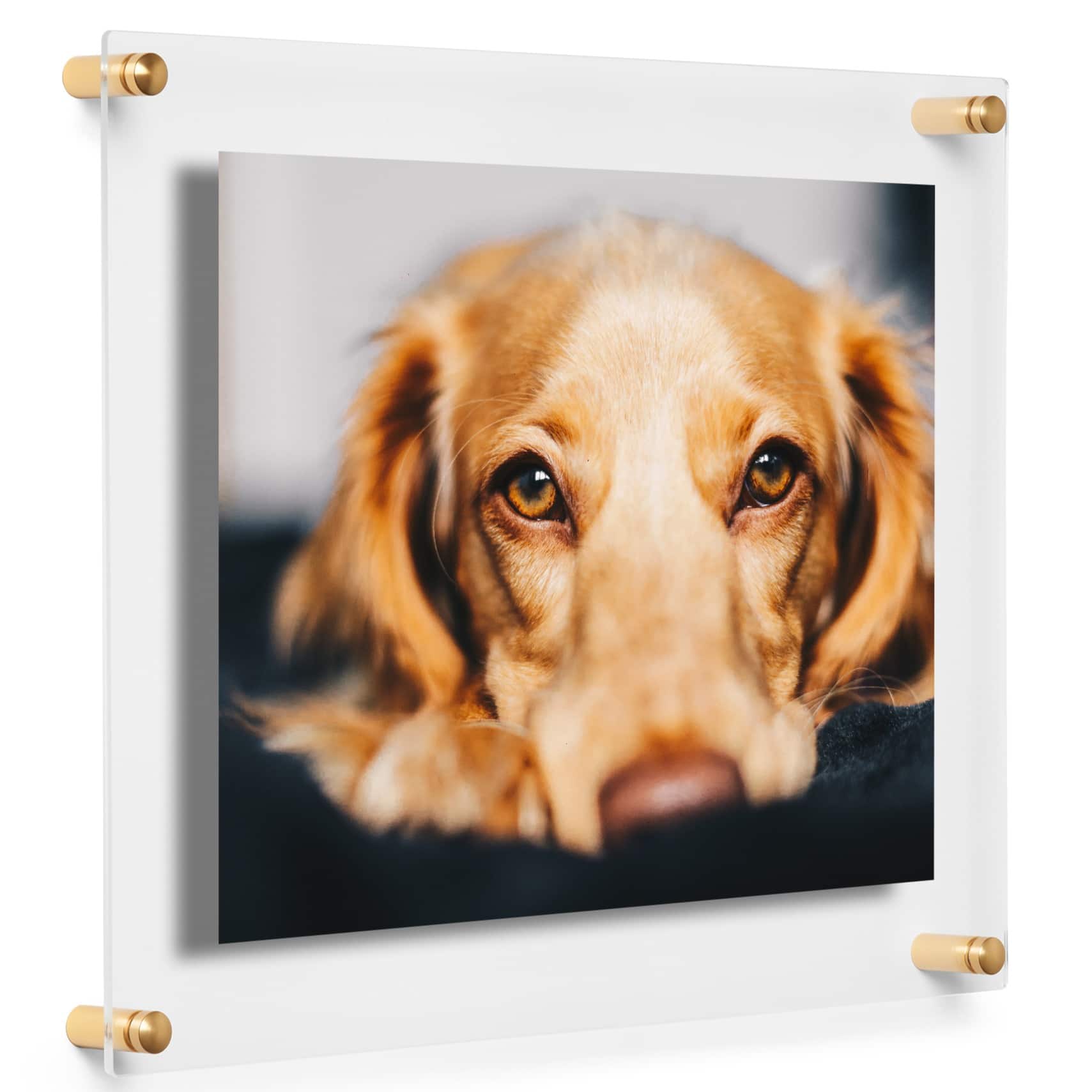 Cool Modern Frames Clear Acrylic Float Frame with Gold Hardware