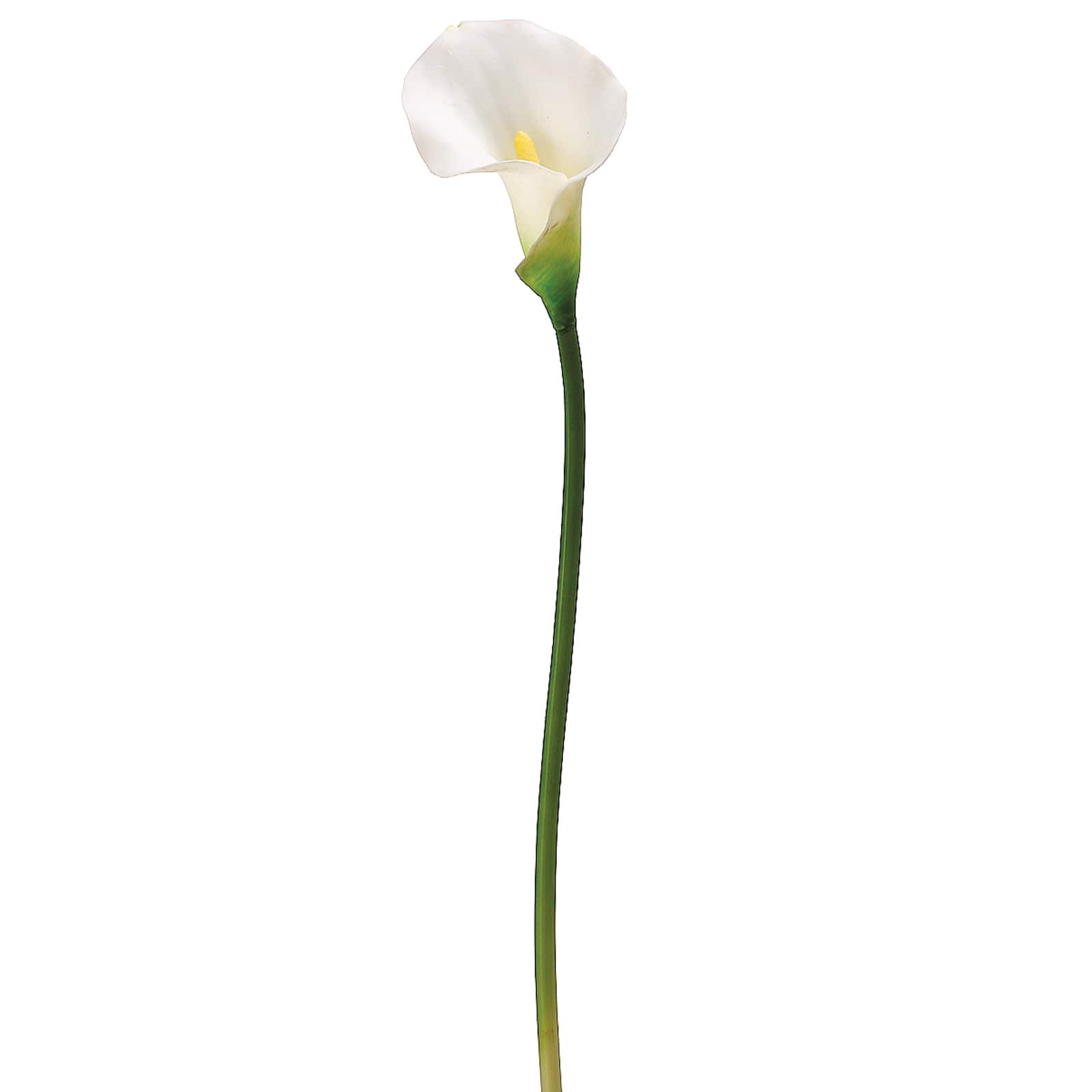 24 Pack: White Calla Lily Stem